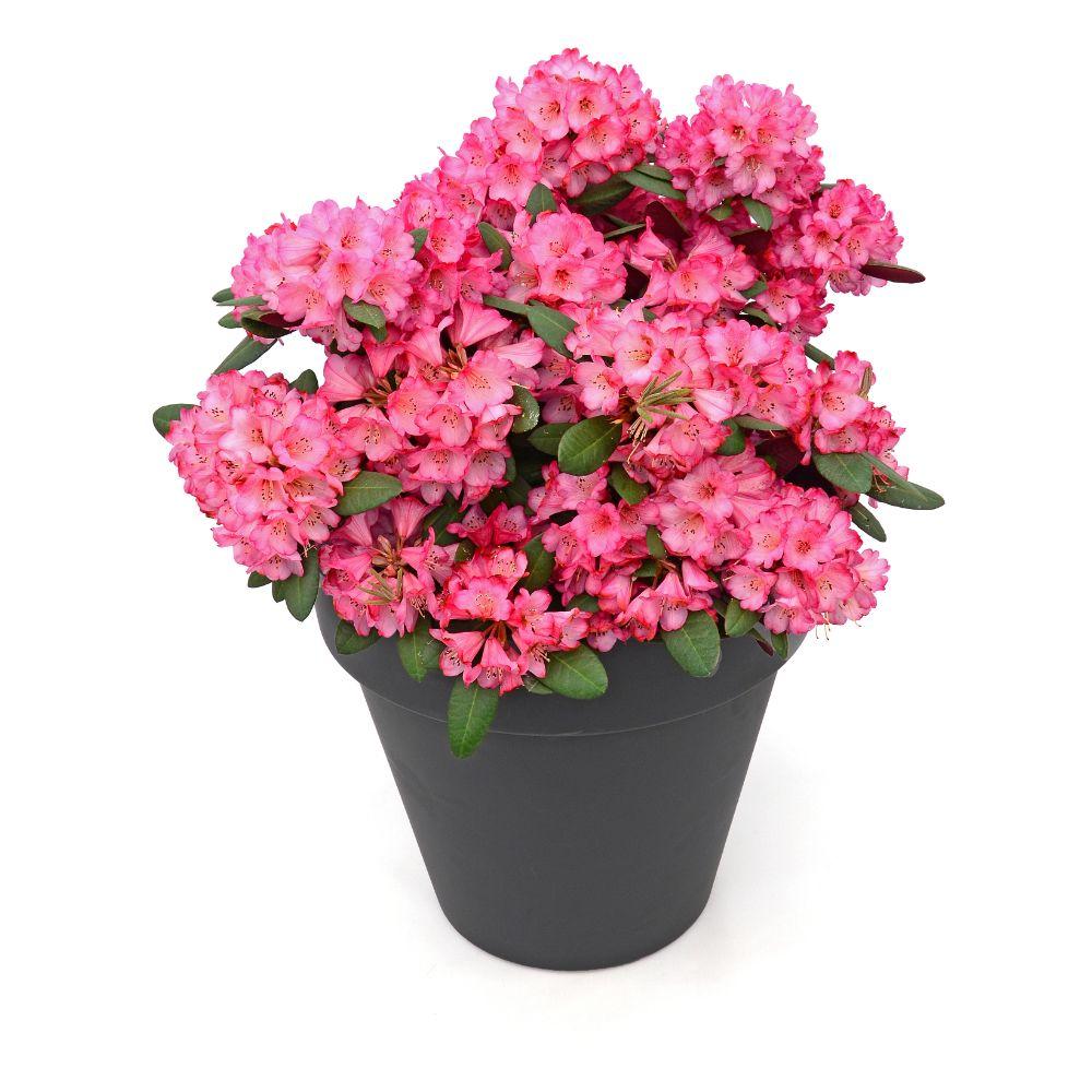Rhododendron 'Wine & Roses' - Ø13cm - ↕20cm - Pflanzfix24