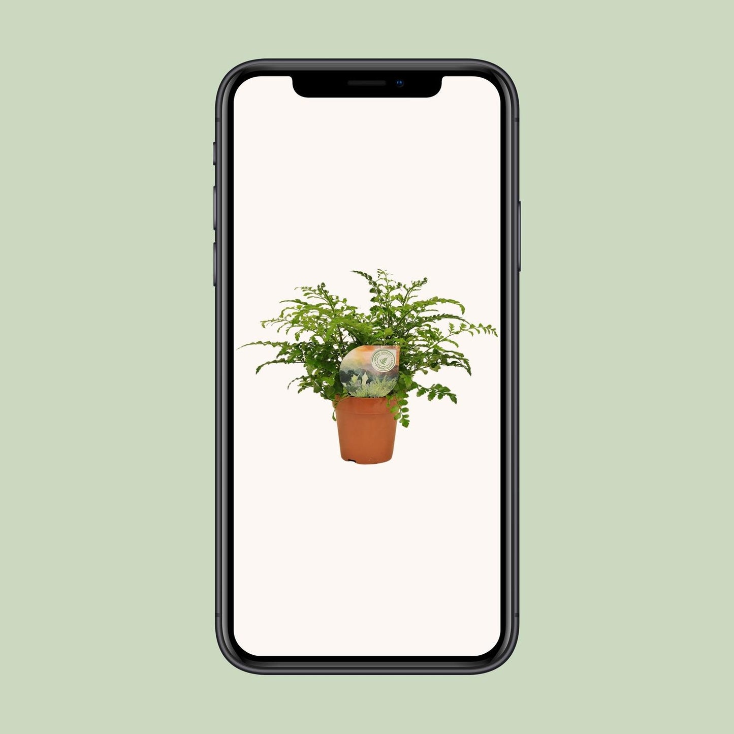 Asplenium Parvati - Ø12cm - pflanzfix24