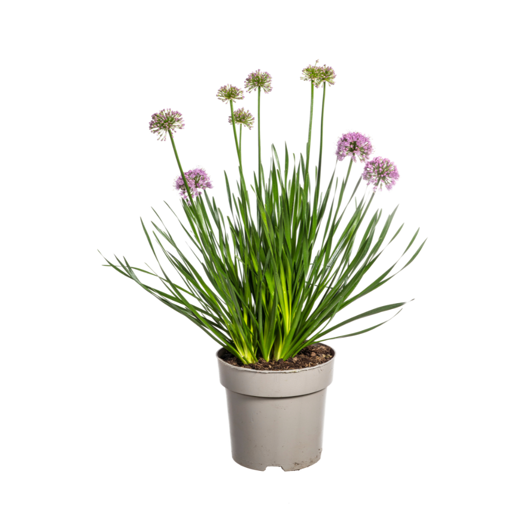 Allium senescens Millenium Ø19 cm - Pflanzfix24.de - Pflanzfix24.de