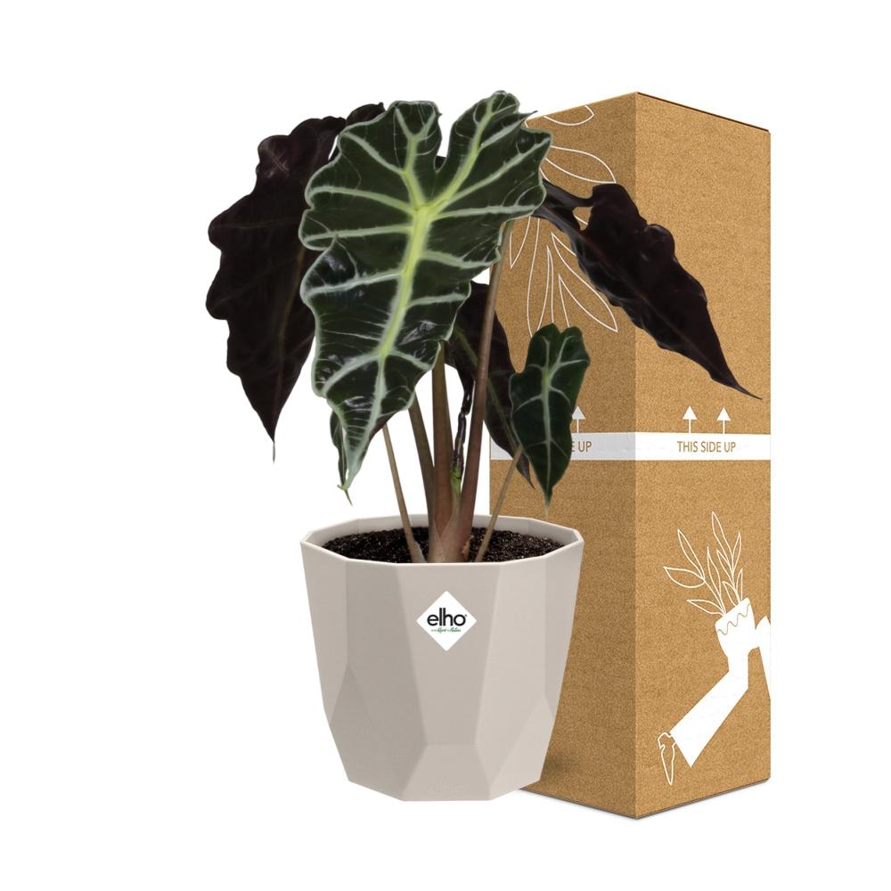 Alocasia 'Polly' in ELHO b.for rock 14 cm warm grey - Pflanzfix24