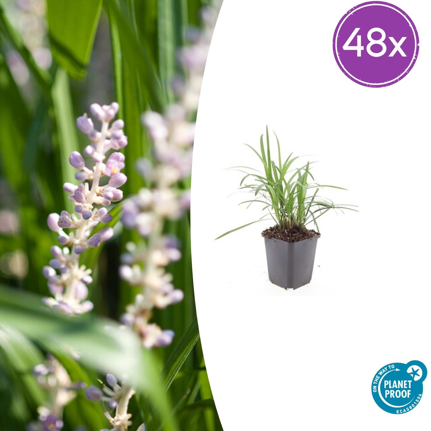 48x Liriope muscari 'Moneymaker' - ↕10-25cm - Ø9cm - Pflanzfix24