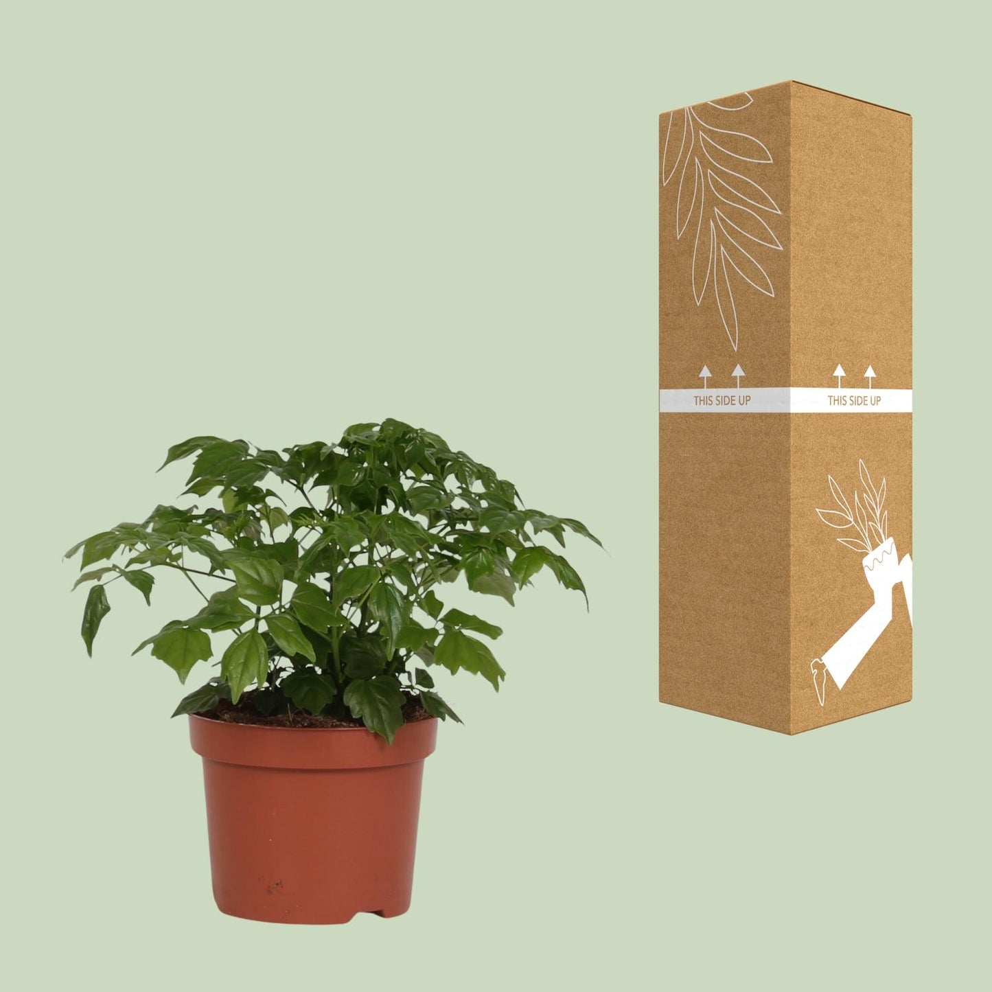 Rademachera Sinica 27 cm – Ø12 cm Topf | Pflanzfix24.de - Pflanzfix24.de