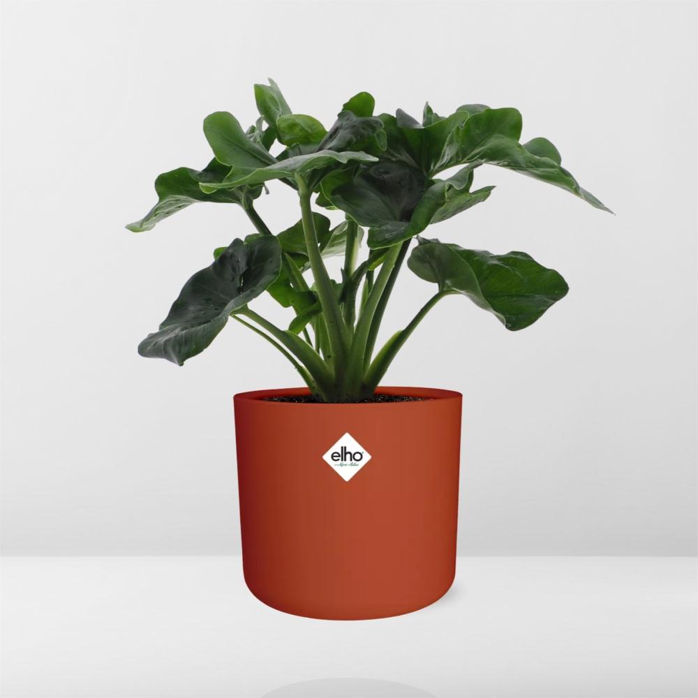 Philodendron Atom in ELHO b.for soft rond 14cm brique - Pflanzfix24