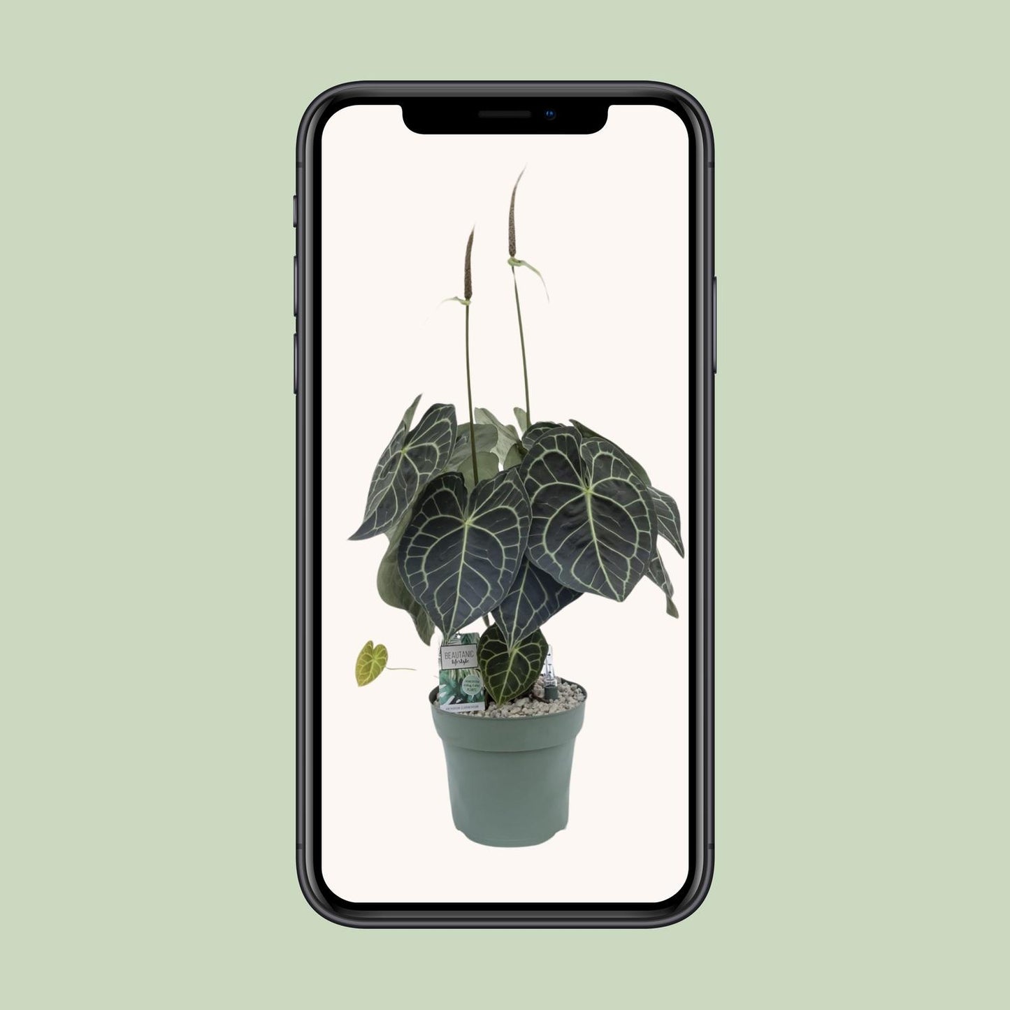 Anthurium Clarinervium - Ø30cm - ↕80cm von Pflanzfix24