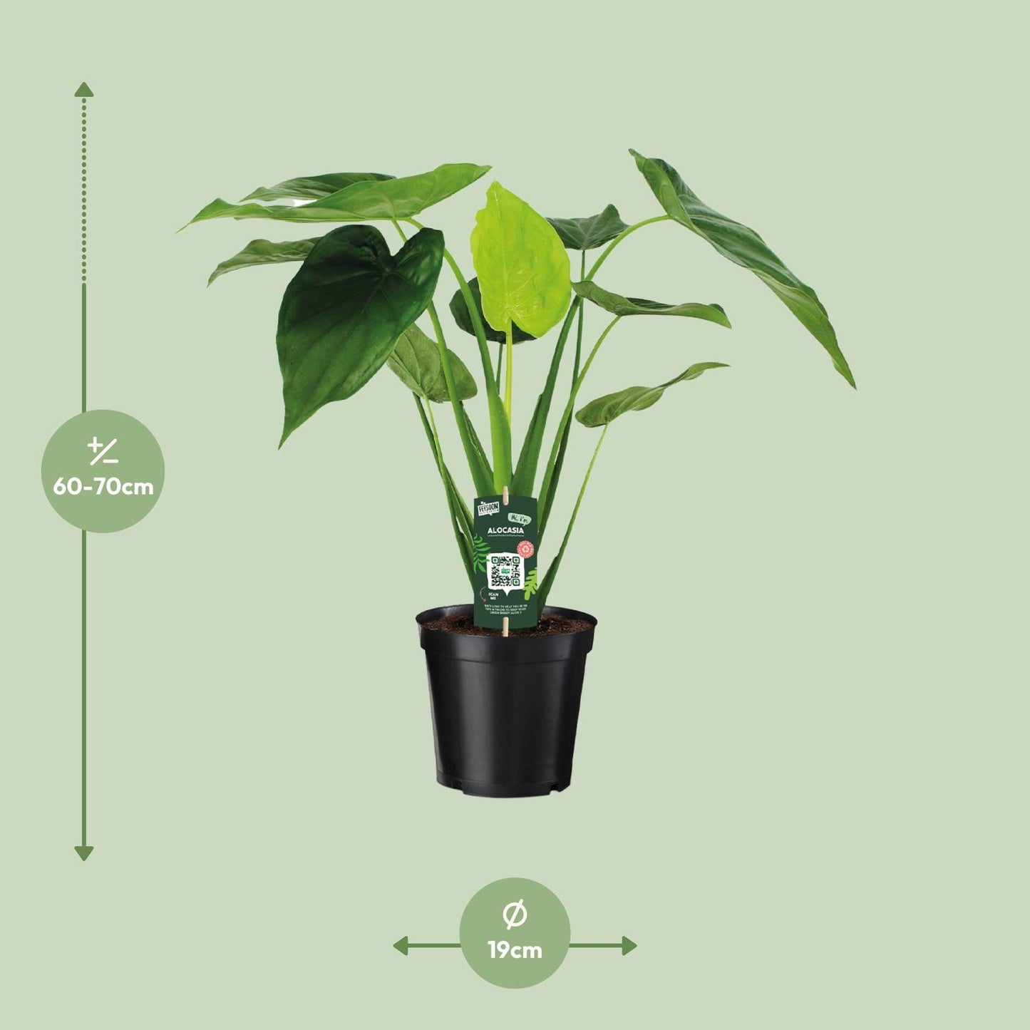 Alocasia Cucullata - Elefantenohr - Ø19cm - ↕55cm bei Pflanzfix24.de - Pflanzfix24.de