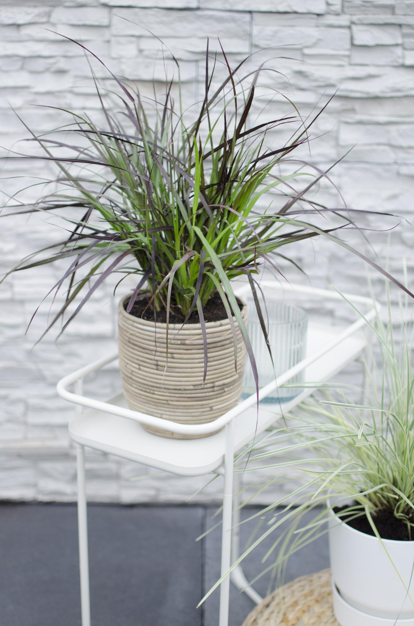 Pennisetum x advena 'Summer Samba' - Ø19cm - ↕50cm - Pflanzfix24