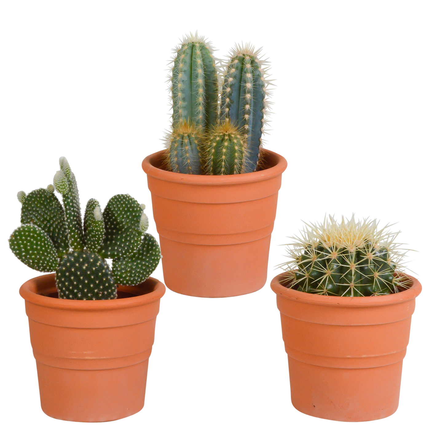 Kakteenmischung 10,5 cm - 3x - in terracotta pot by Pflanzfix24.de - Pflanzfix24.de