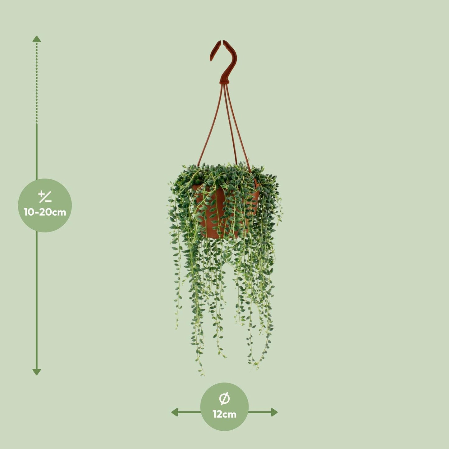 Senecio Herreianus Ø12 cm – pflegeleichte Zimmerpflanze | Pflanzfix24.de - Pflanzfix24.de