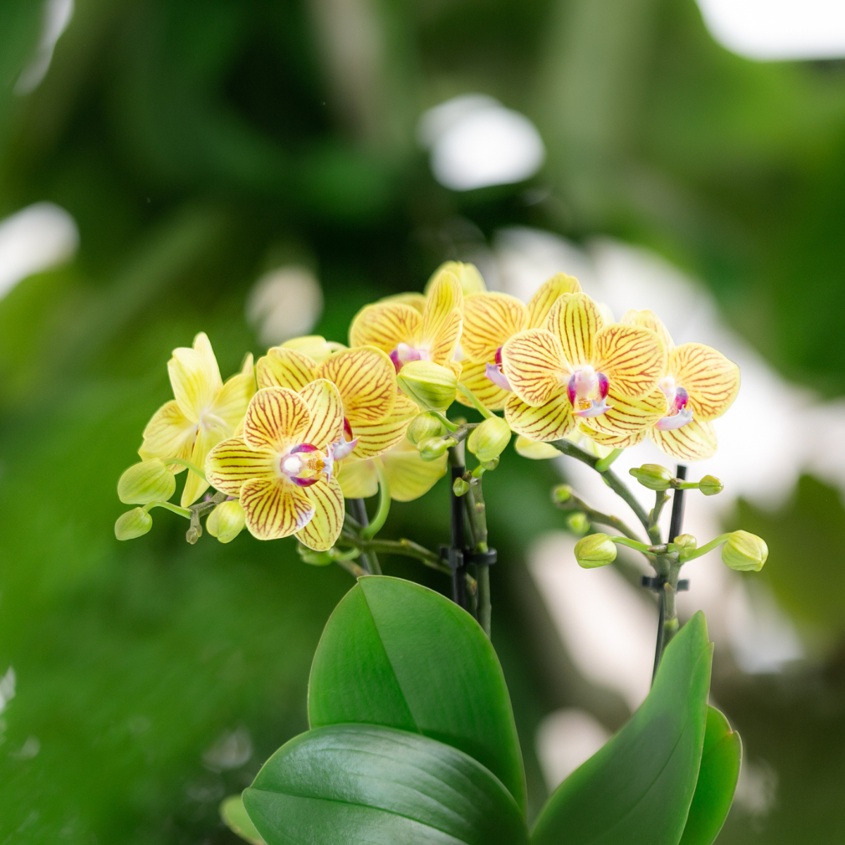 Überraschungsbox 4 Orchideen Mix Ø9 cm | Kolibri & Pflanzfix24.de - Pflanzfix24.de