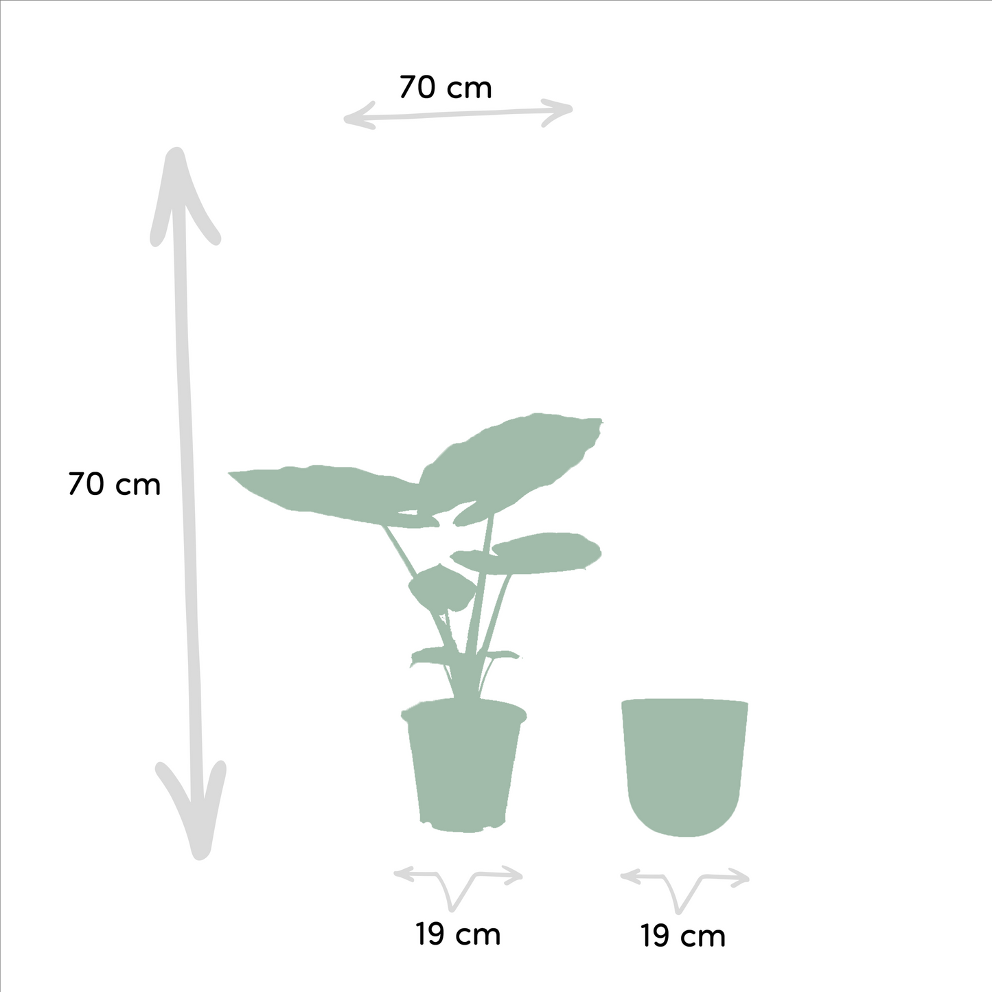 Alocasia Macrorrhiza - Ø19cm - ↕70cm + Topf Mayk Gold - Pflanzfix24