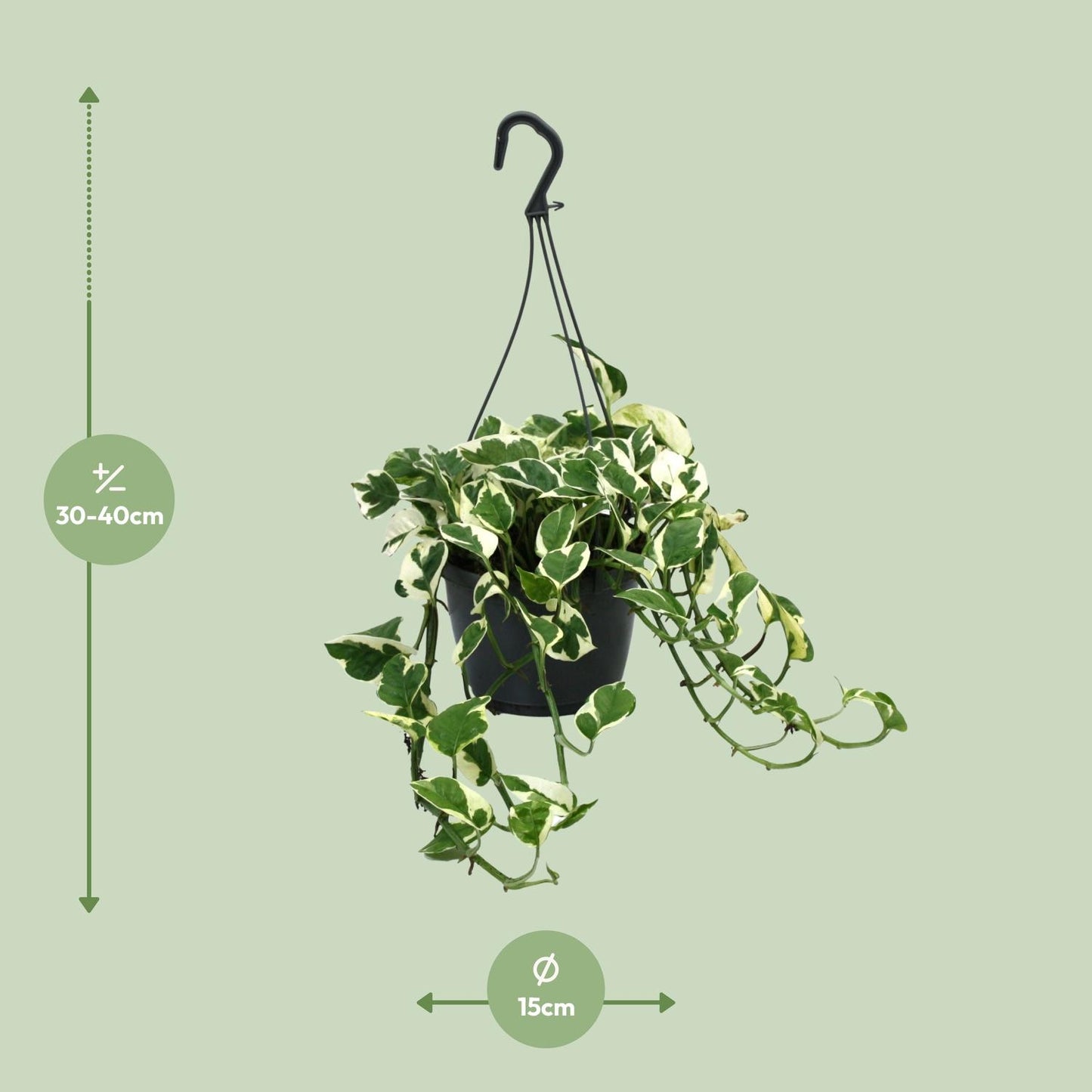 Scindapsus N’Joy 35cm – Ø15cm Topf – Pflanzfix24.de - Pflanzfix24.de