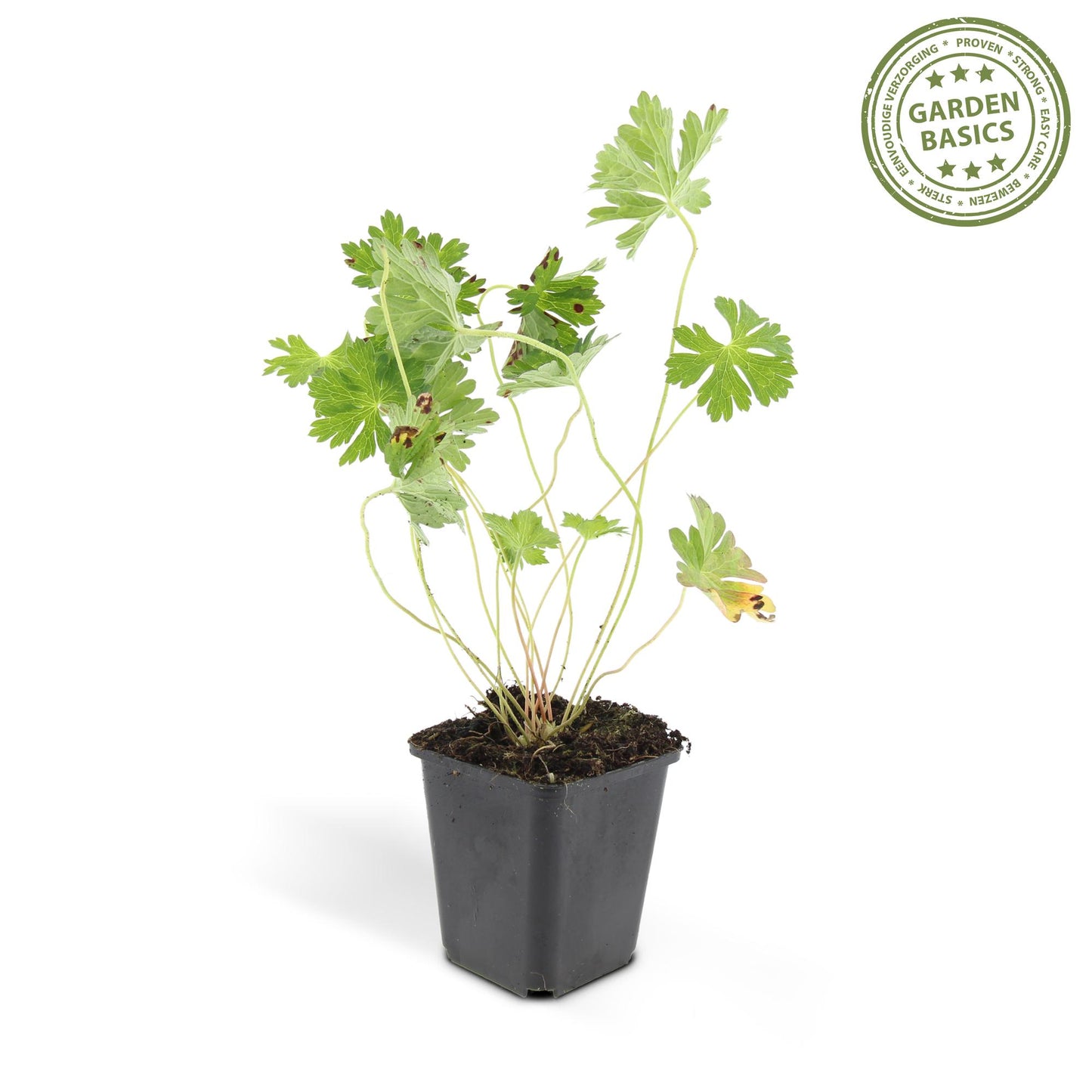 12x Geranium Rozanne – langblühender Bodendecker in Lila | Pflanzfix24.de - Pflanzfix24.de