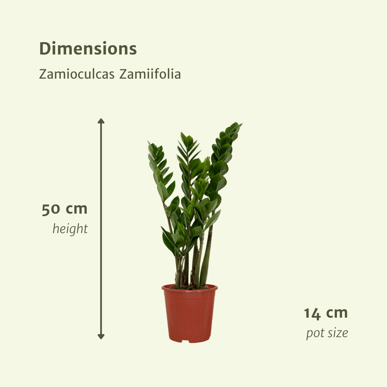 2x Zamioculcas Zamiifolia - Smaragdpalme - 50cm - ø14 bei Pflanzfix24.de - Pflanzfix24.de