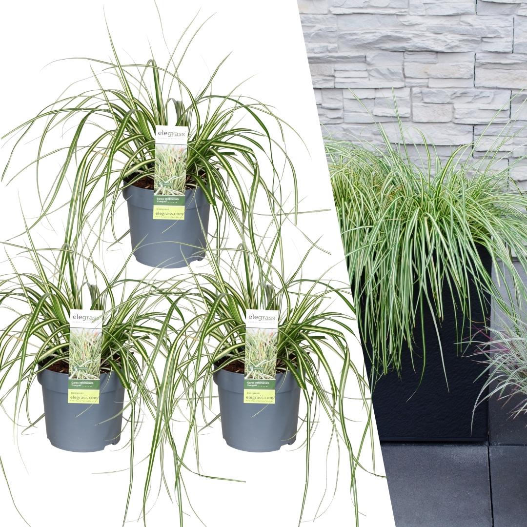 3 x Carex hachijoensis 'Evergold' XL - Ø 14 cm - ↨ 25 cm - Pflanzfix24