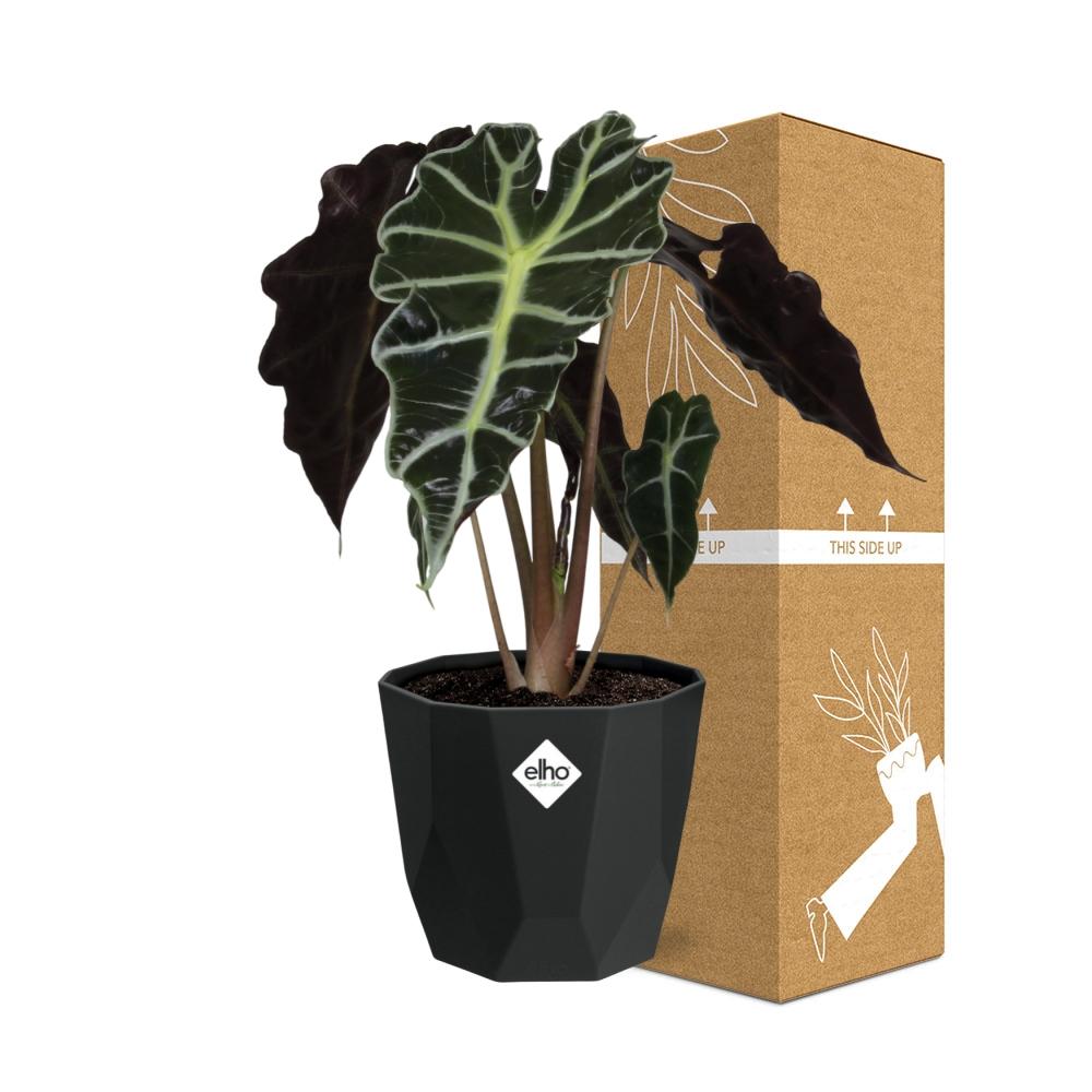 Alocasia 'Polly' in 14cm b.for rock living black - Pflanzfix24