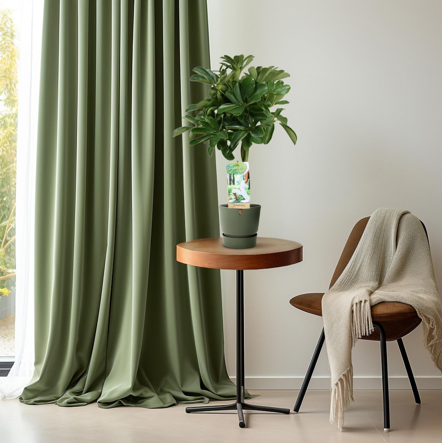 Schefflera Nora - Gevlochten Stam - Ø17cm - ↕60cm - Pflanzfix24