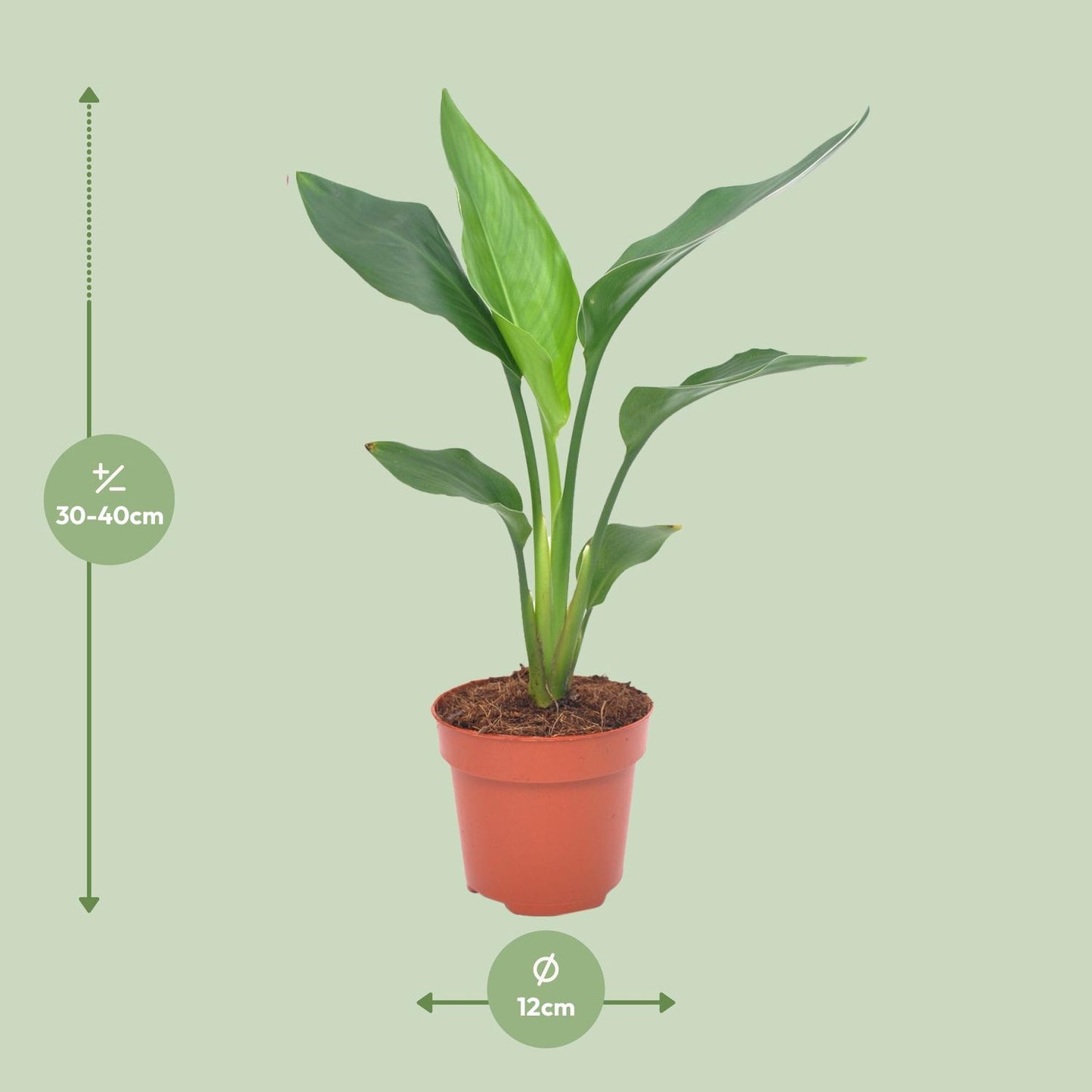 Strelitzia Regina Ø12cm – 40cm hoch – Pflanzfix24.de - Pflanzfix24.de