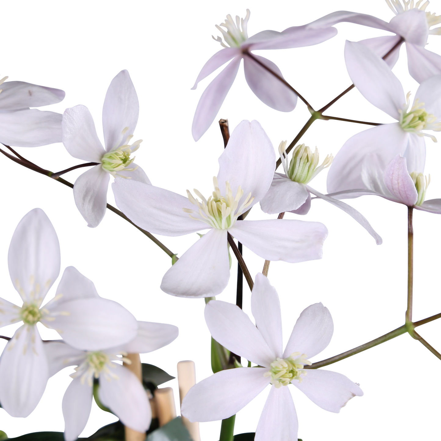 Clematis armandii Apple Blossom - Immergrüne Clematis Hellrosa - Pflanzfix24.de - Pflanzfix24.de