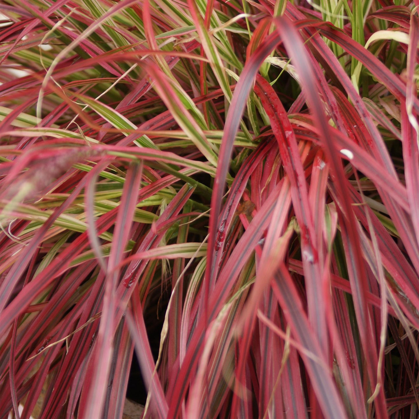 GreenboutiQ - Ziergräser - Uncinia rubra Everflame - Rot - 2 Pflanzen - Immergrün - Wenig Pflege - Topf 17cm Höhe 50cm - Pflanzfix24.de