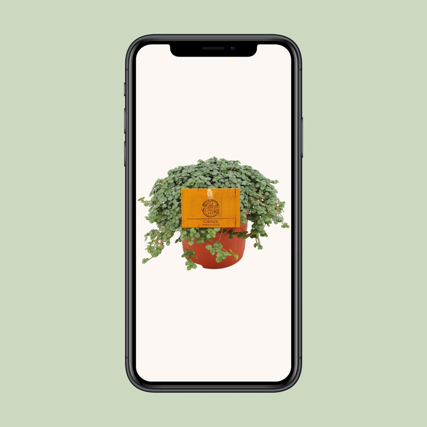 Pilea Glauca Ø11cm – Elegante Zimmerpflanze | Pflanzfix24.de - Pflanzfix24.de