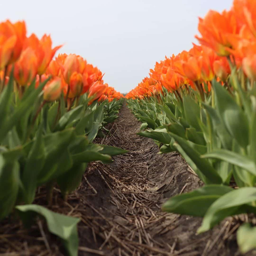 Orange Emperor Tulpe - 15 Blumenzwiebeln - Größe 12+ - Pflanzfix24
