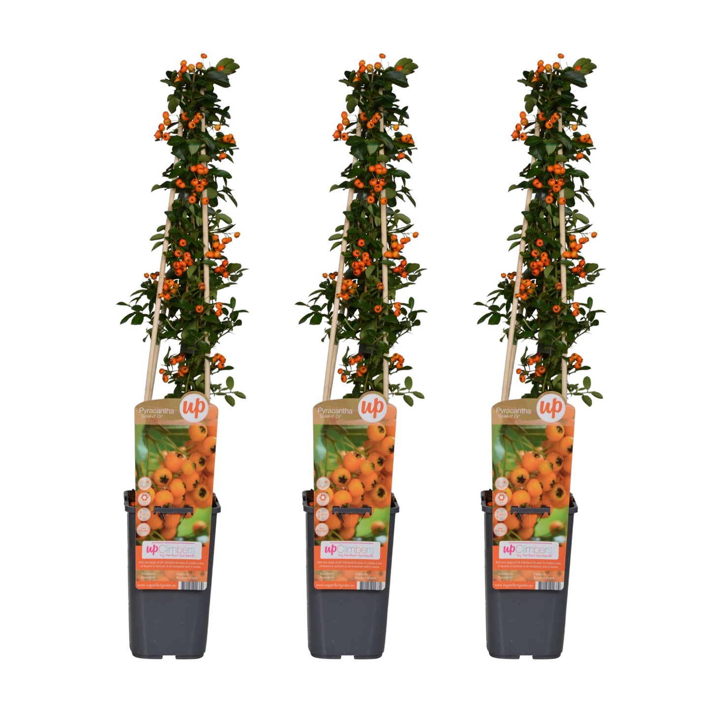 3x Pyracantha 'Soleil dOr' - Pflanzfix24.de - Pflanzfix24.de