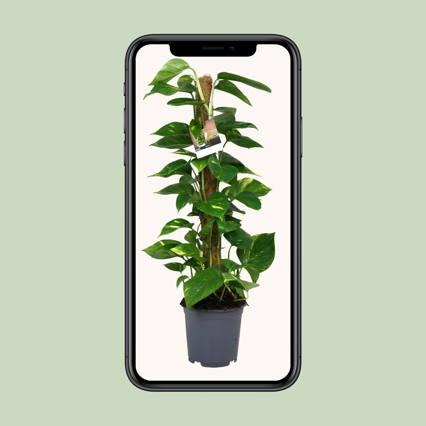 Scindapsus Epipremnum 80 cm im Topf Ø19 cm – pflanzfix24