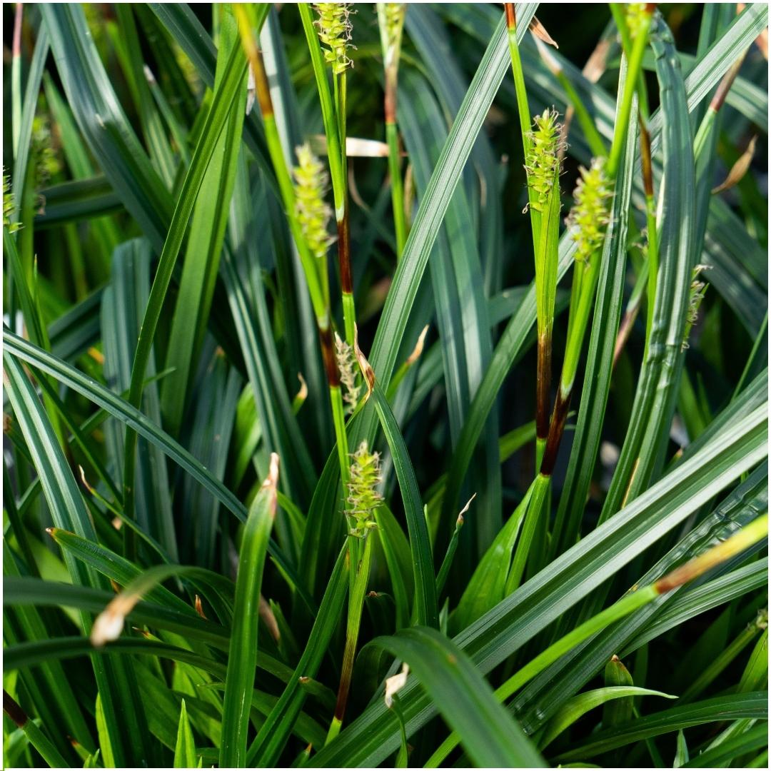 Set von 3 Carex morrowii 'Irish Green' XL - 14 cm Topfgröße - Pflanzfix24