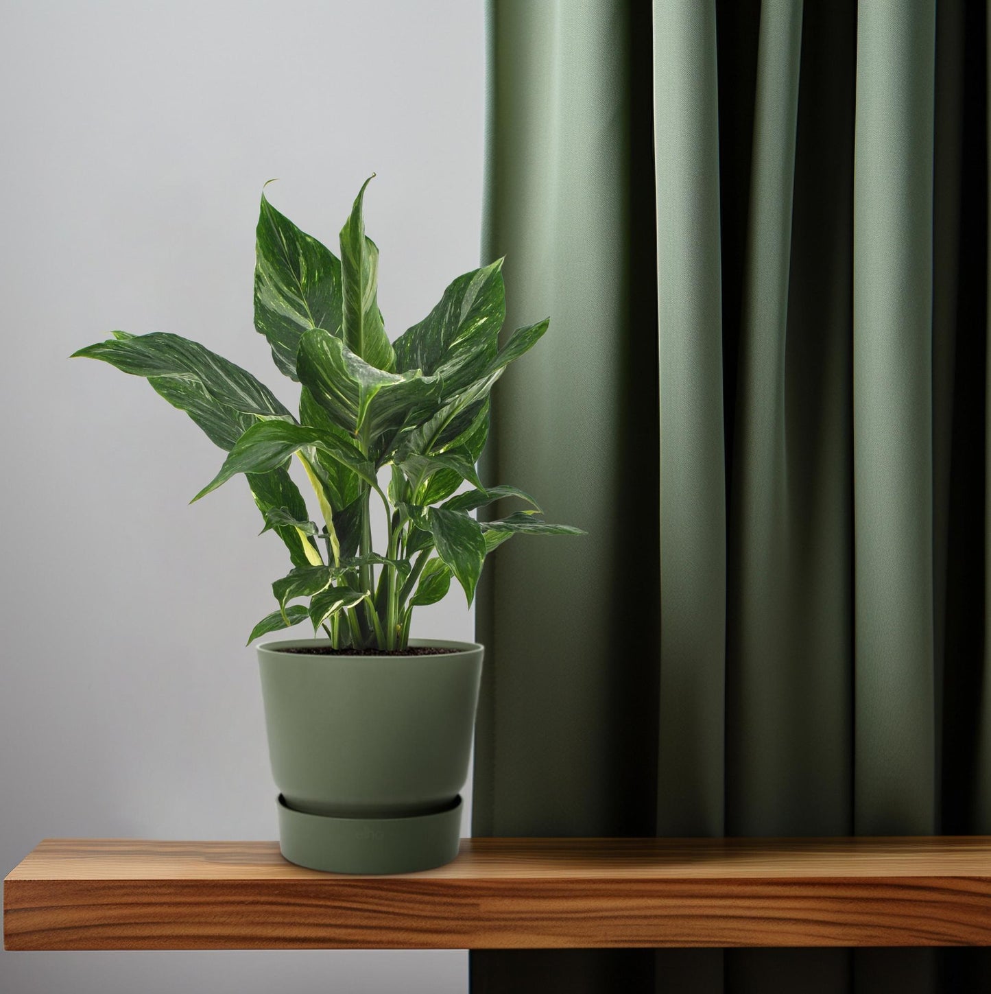 Spathiphyllum Diamond 40 cm – Friedenslilie – Pflanzfix24