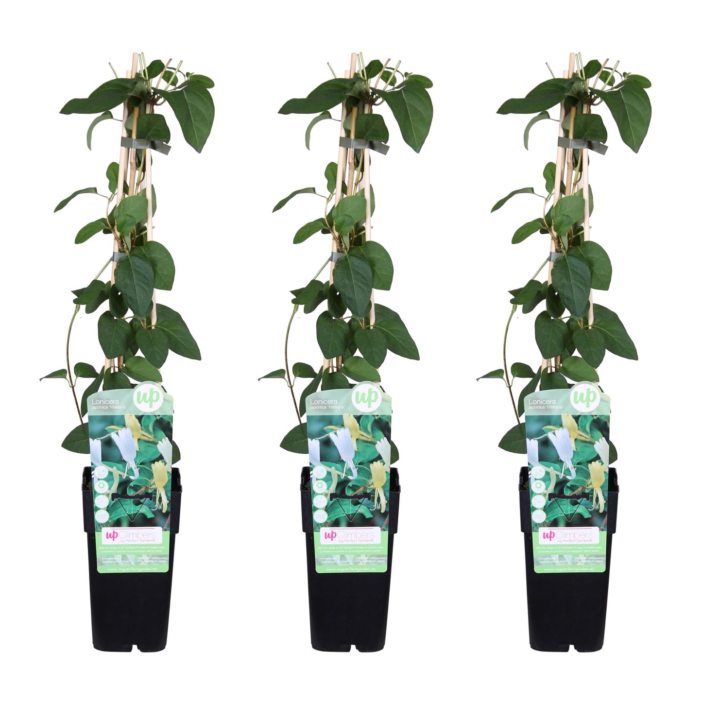 3x Lonicera japonica 'Halliana' - 65cm - Ø15 - Pflanzfix24.de - Pflanzfix24.de