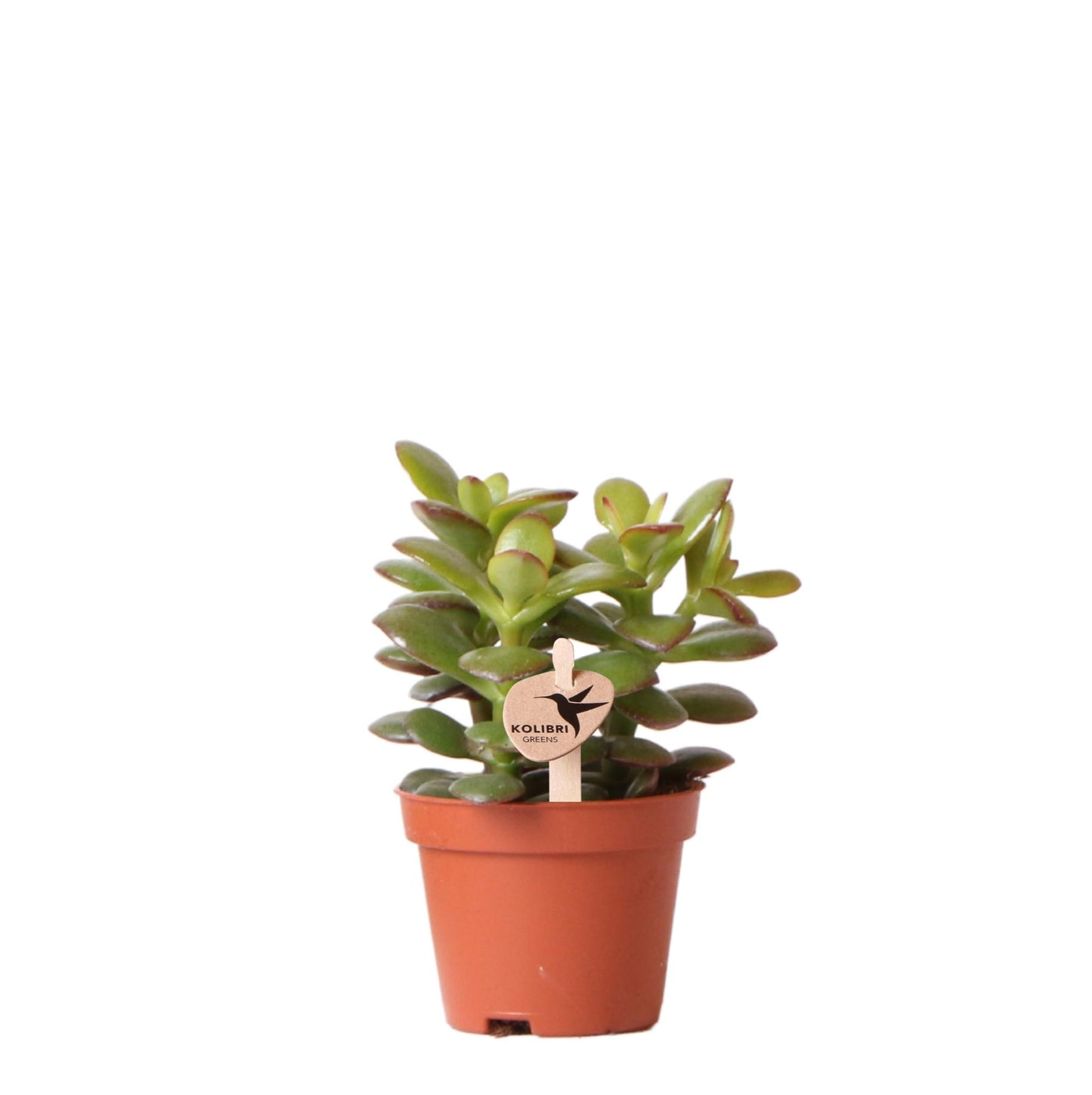 Kolibri Greens | Groene Pflanze - Sukkulente Crassula Minor - Blumenerde Ø6cm - Pflanzfix24
