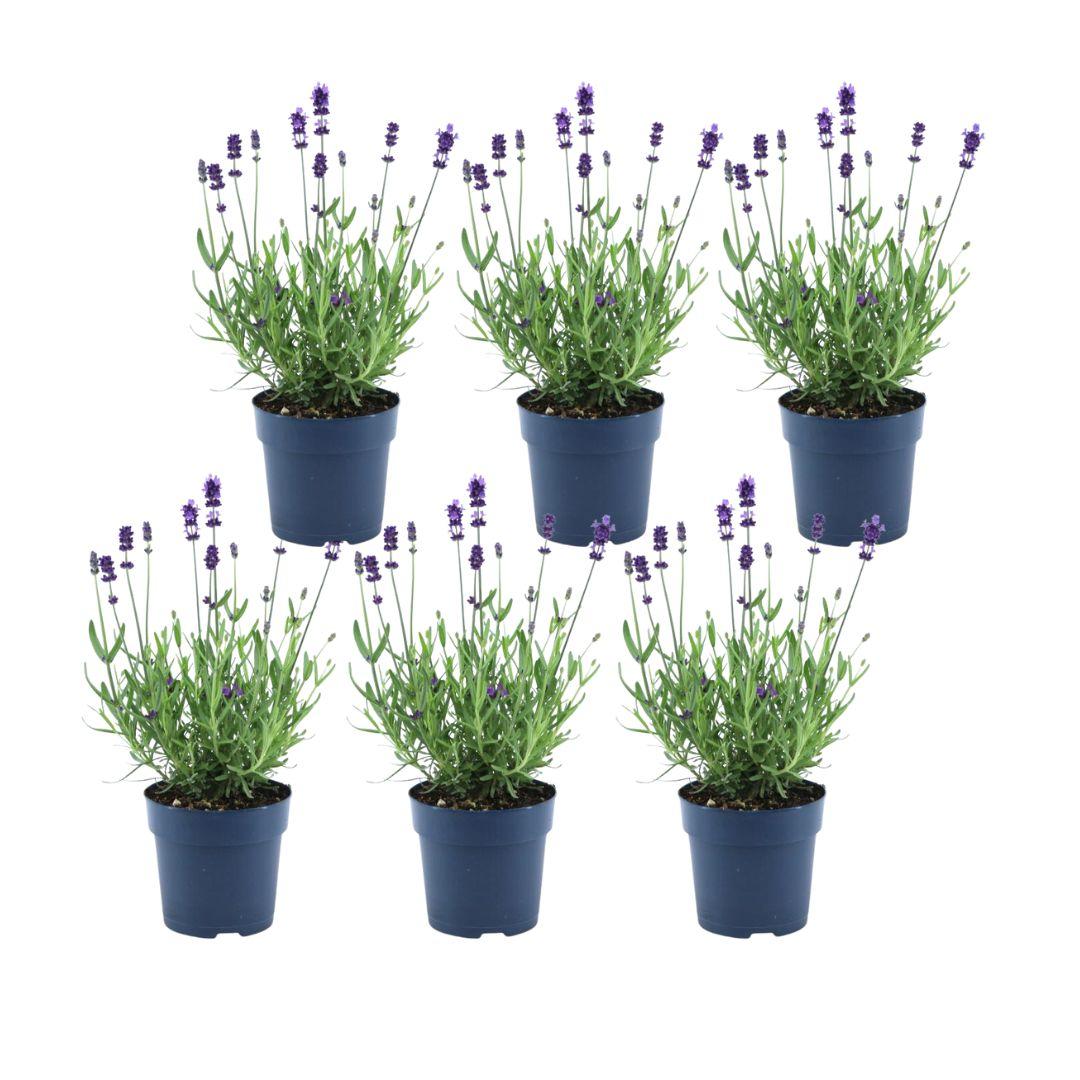 Lavandula angustifolia Felice® - Set van 6 Lavendel planten - 12 cm pot - pflanzfix24