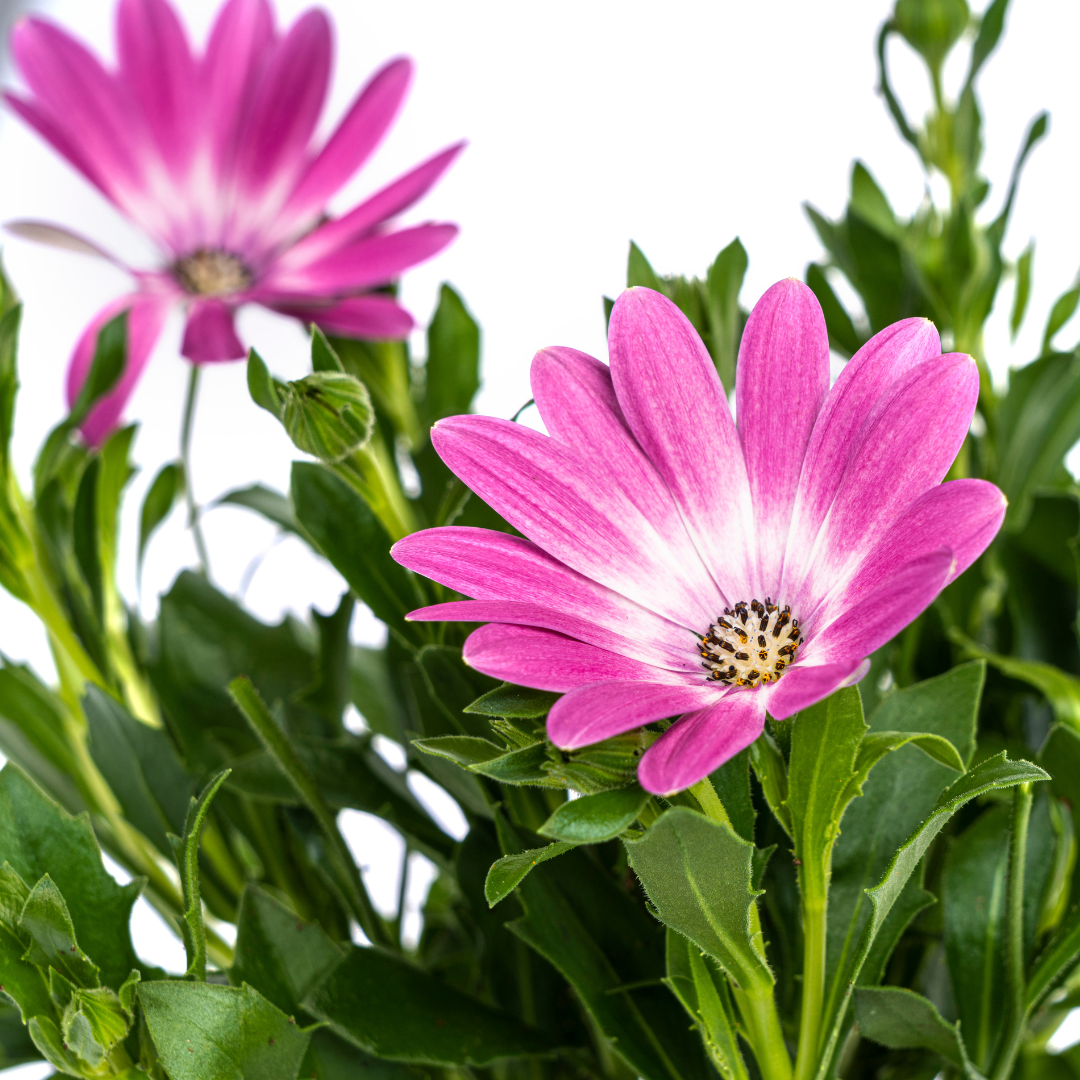 8x Osteospermum ecklonis Pink Ø12 cm - ↕20 cm - Pflanzfix24