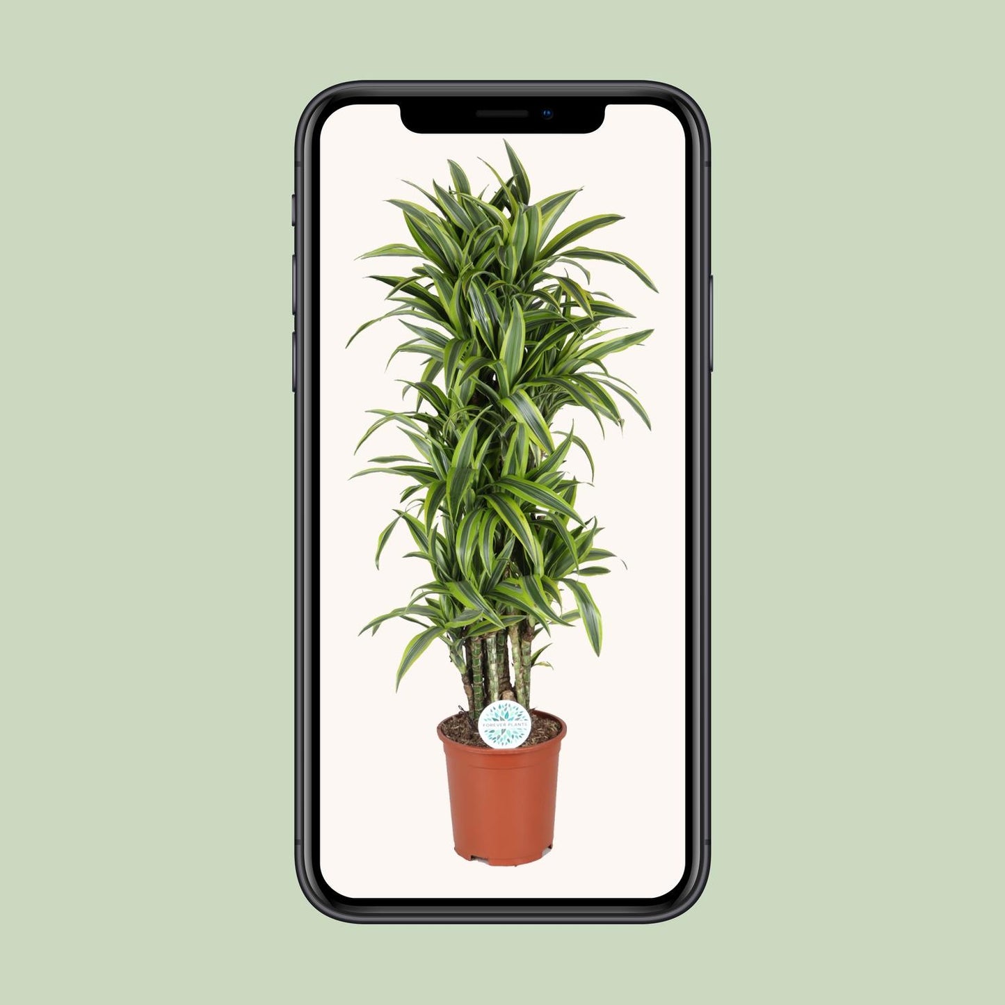 Dracaena Deremensis Lemon Lime - Ø27cm - ↕120cm - Pflanzfix24