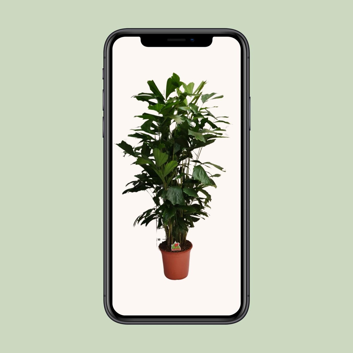 Caryota Mitis - Ø24cm - ↕120cm von Pflanzfix24