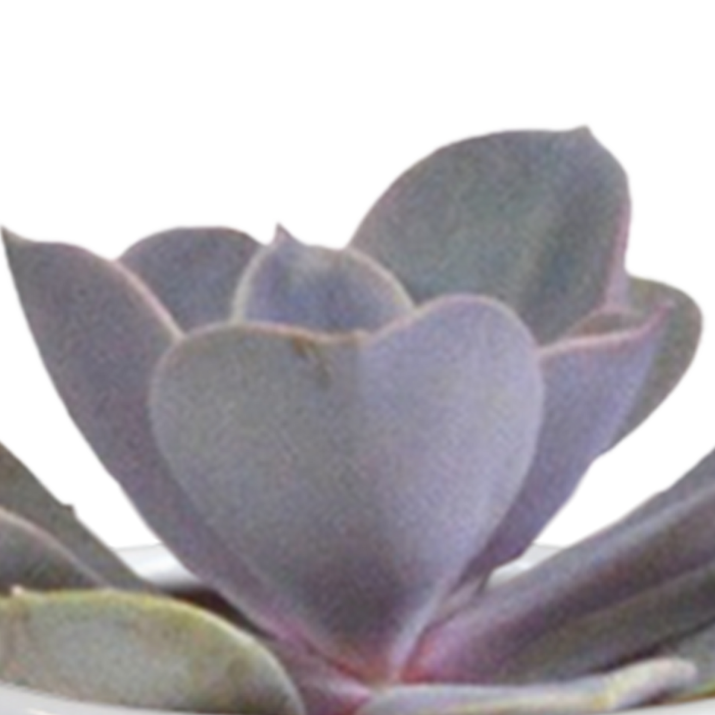 Cactus en vetplanten Mischung 5,5 cm | 15 stück - in witte pot - Pflanzfix24.de - Pflanzfix24.de