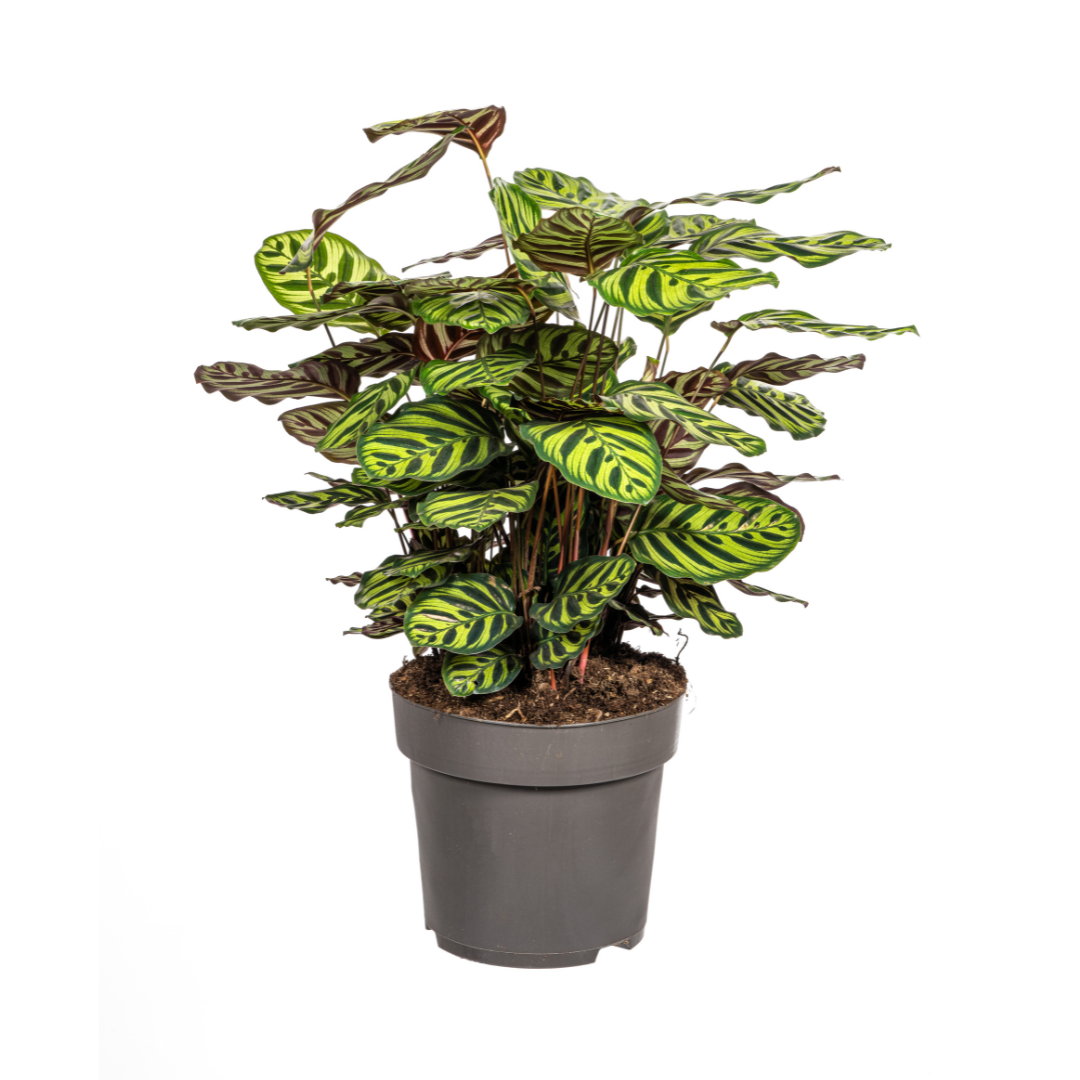 Calathea Makoyana Ø27cm - ↕60 - 80cm - Pflanzfix24.de - Pflanzfix24.de