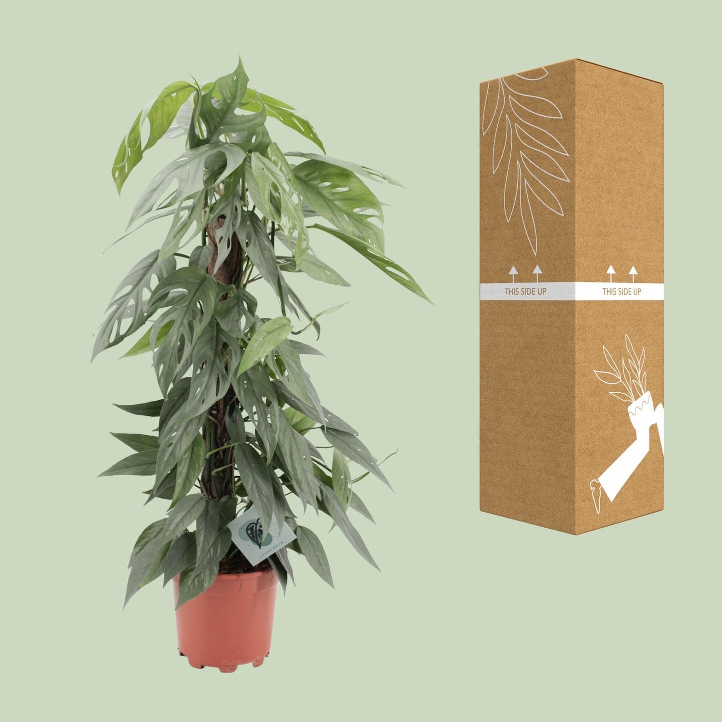 Epipremnum Pinnatum Cebu Blue - Ø17cm - ↕65cm - Pflanzfix24.de - Pflanzfix24.de