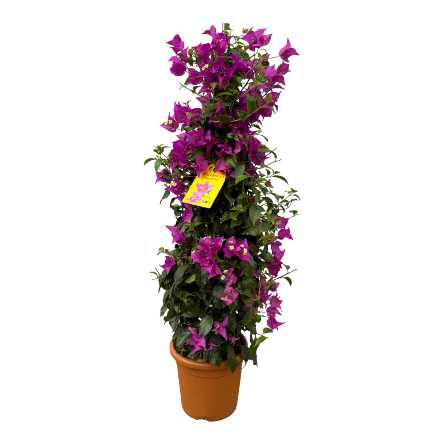 Bougainvillea pyramide - 80 cm - Ø17cm bei Pflanzfix24.de - Pflanzfix24.de