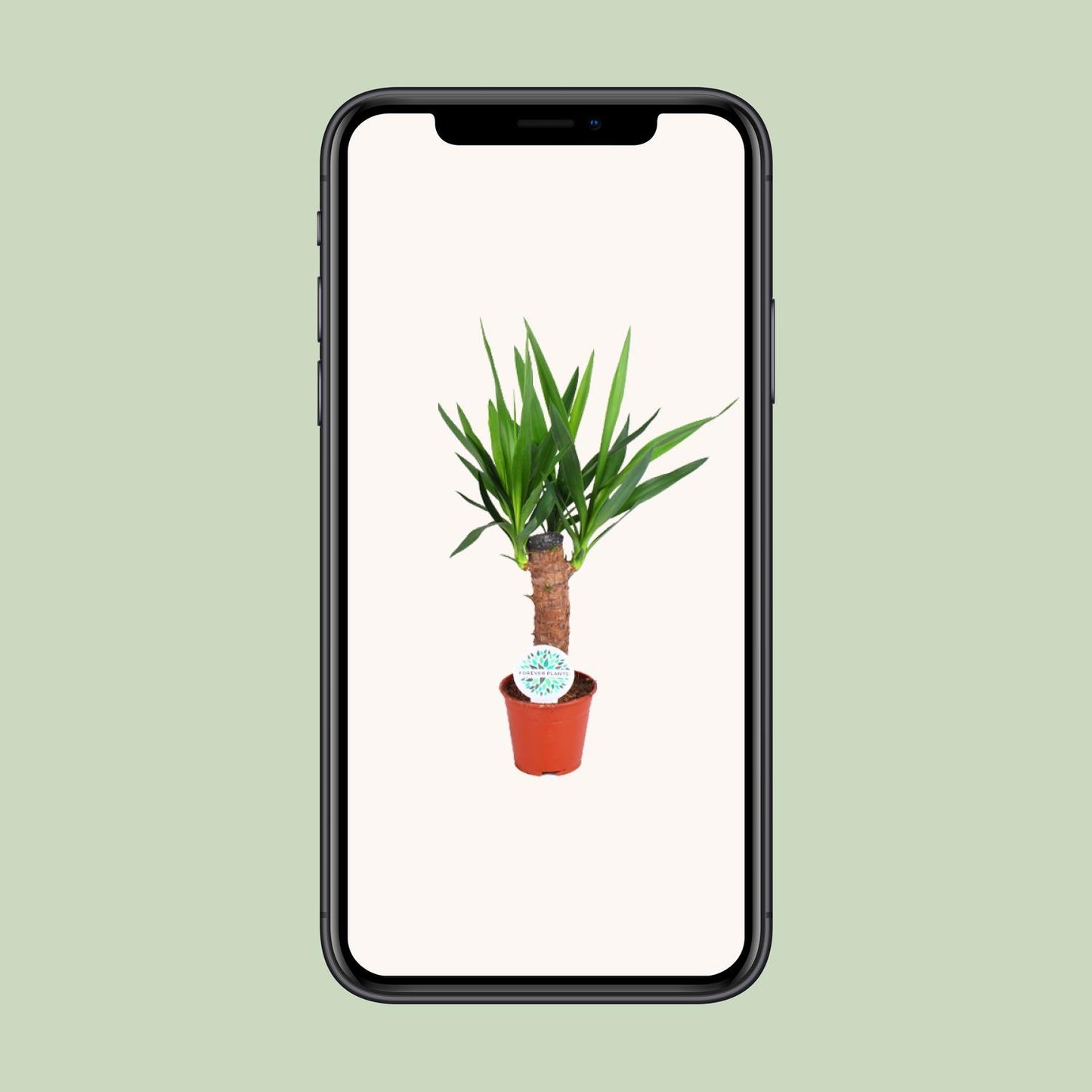 Yucca Elephantipes - Ø14cm - ↕60cm von Pflanzfix24