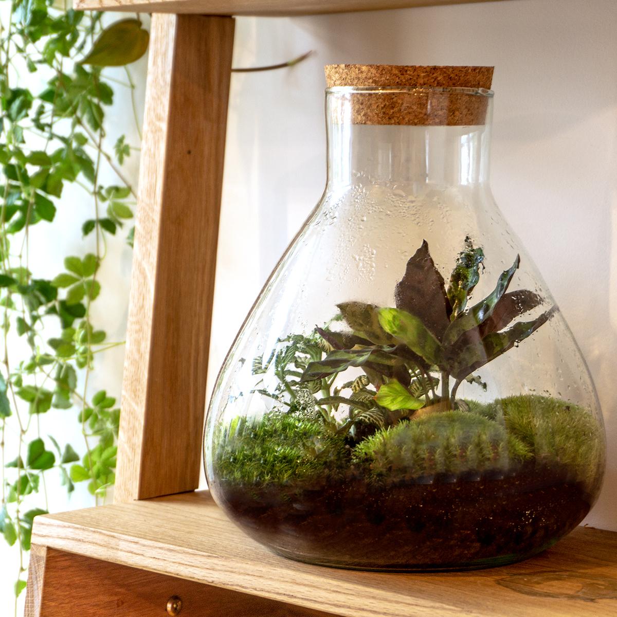 pflanzfix24 Terrarium Sammie - geschlossenes Flaschengarten-Set H: 26,5 cm