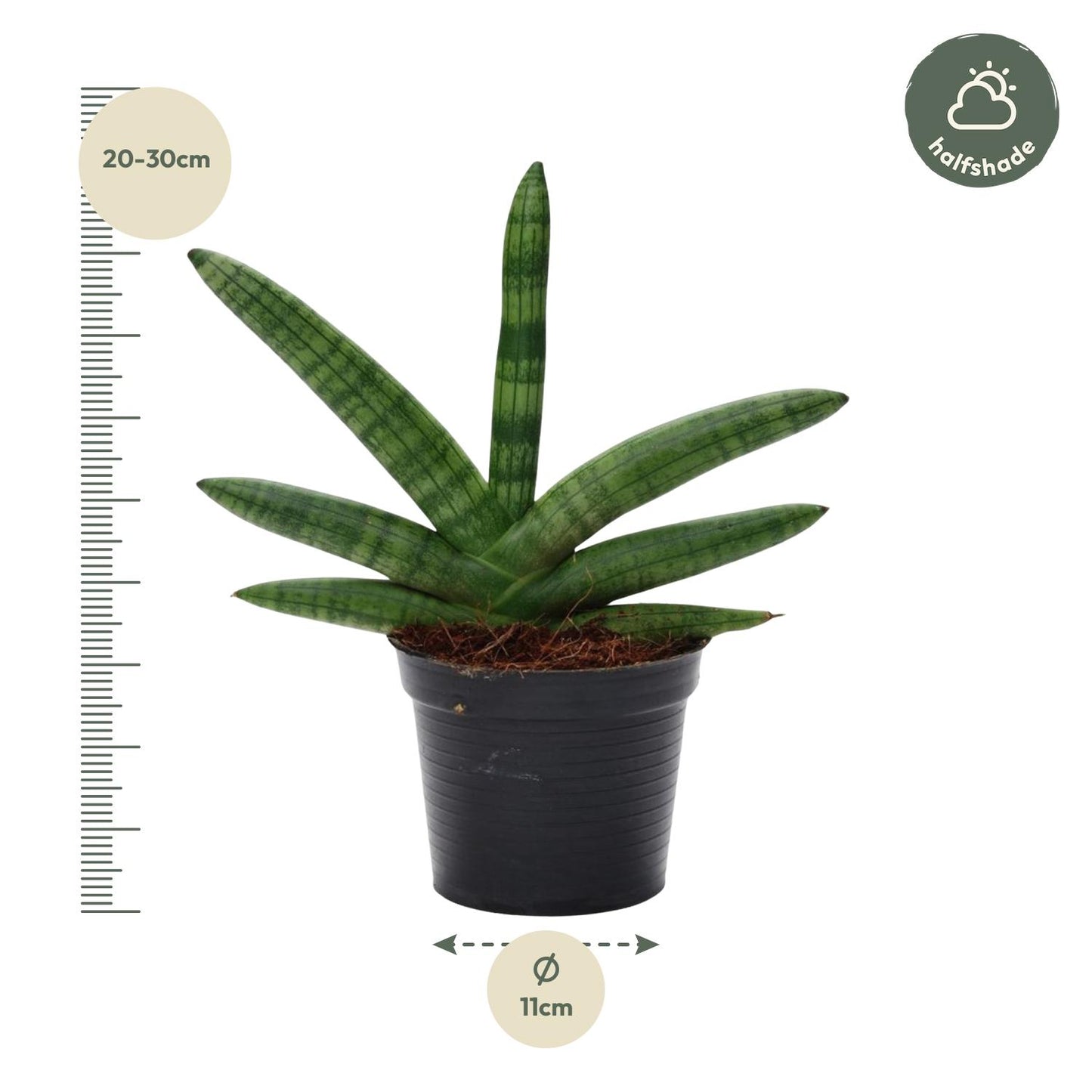 Sansevieria Skyline Ø10,5cm 25cm | Pflanzfix24.de - Pflanzfix24.de