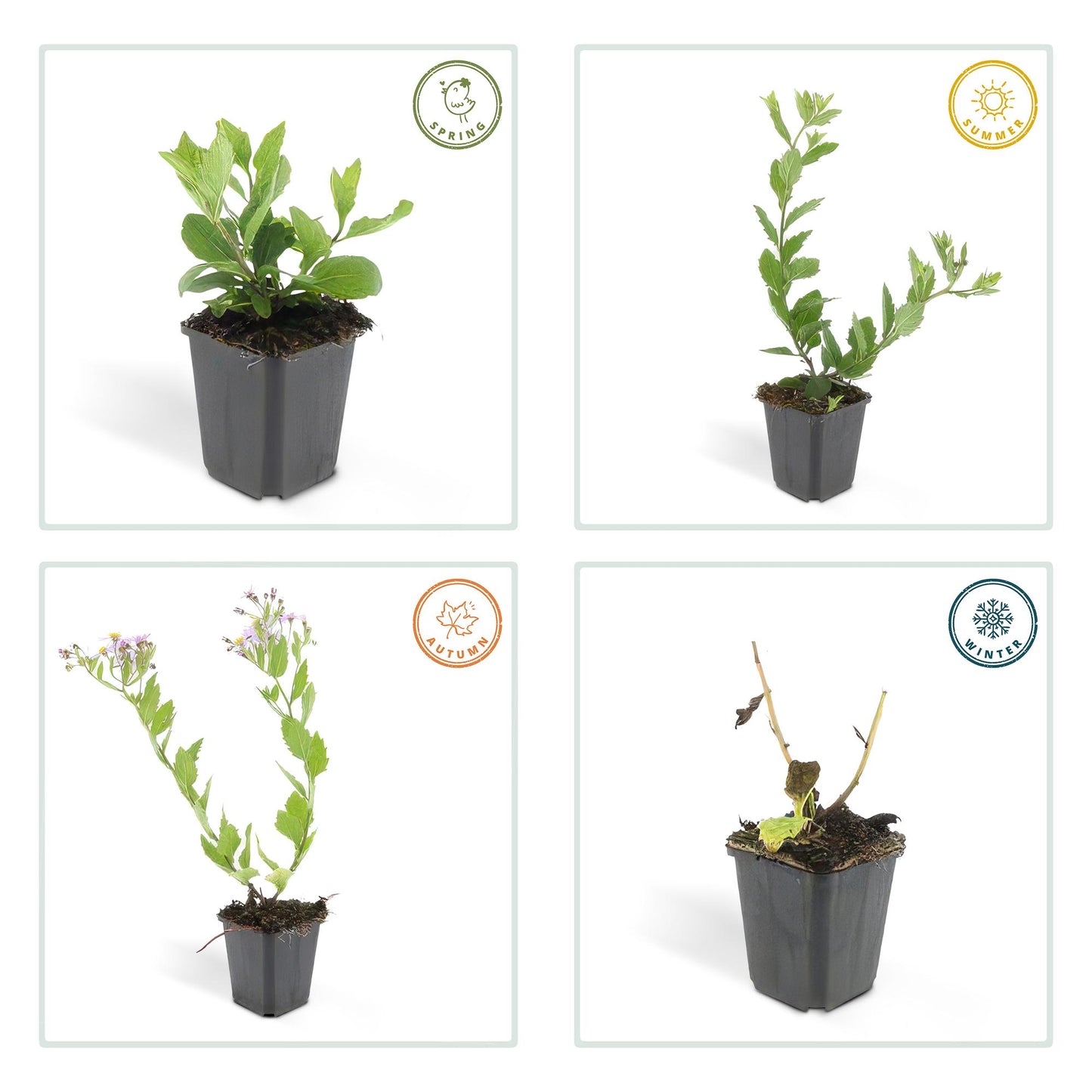 12x Aster ageratoides 'Asran' – Hellblaue Herbstaster | Pflanzfix24.de - Pflanzfix24.de