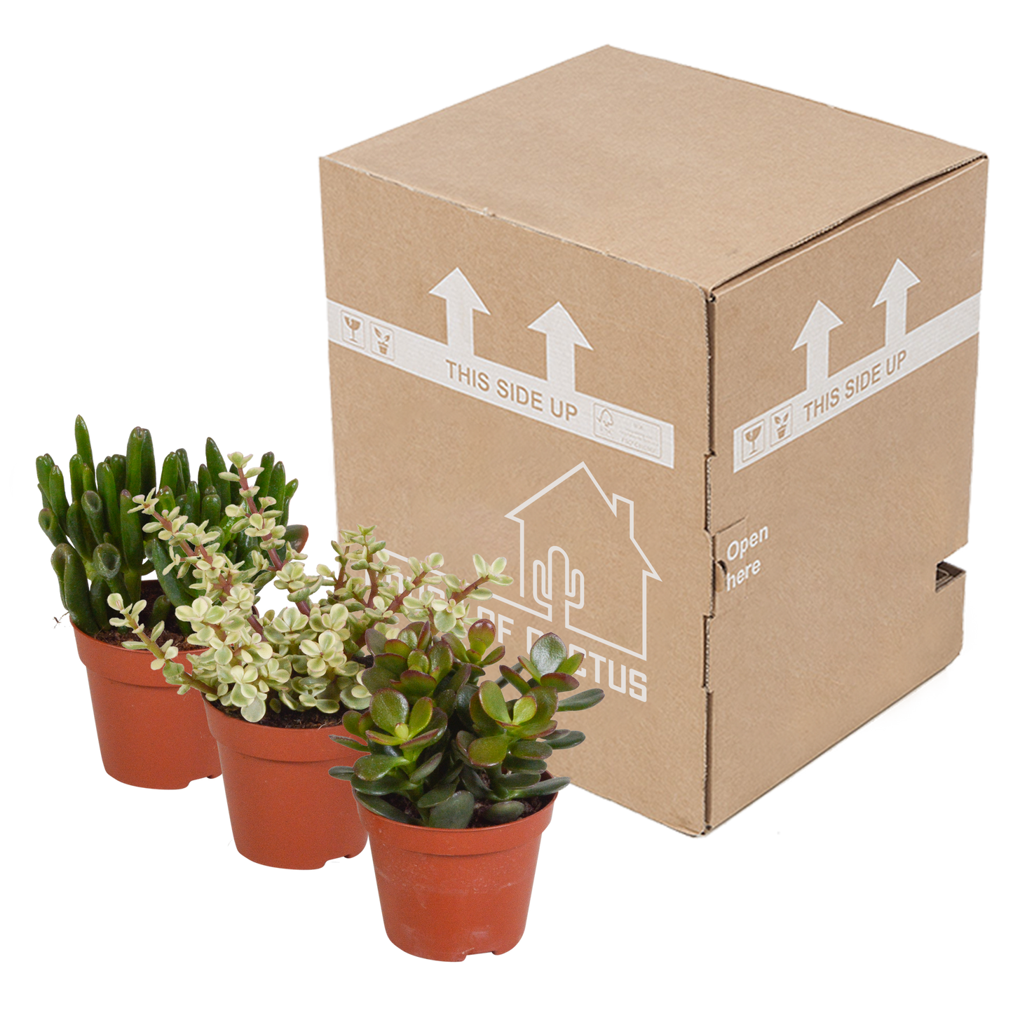 Crassula-Mix 8,5 cm - 3x - Pflanzfix24.de - Pflanzfix24.de