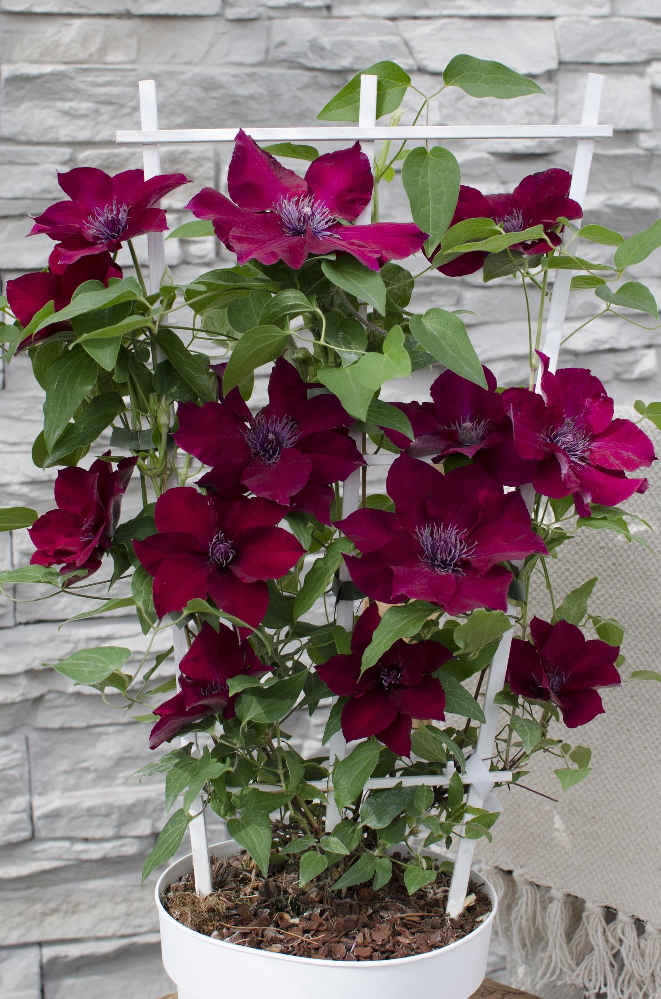 Clematis Nubia - Clematis Evison Rot - Ø15cm - ↕65cm - Pflanzfix24.de - Pflanzfix24.de