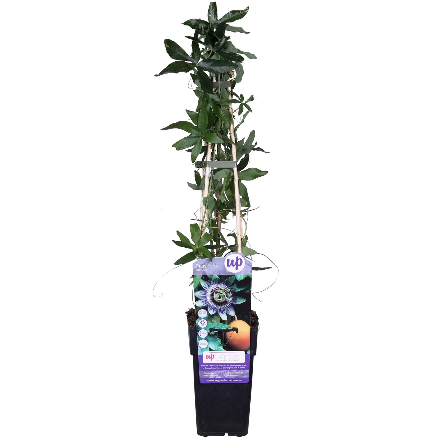 Passiflora caerulea Blau Ø15cm – Winterharte Kletterpflanze | Pflanzfix24.de - Pflanzfix24.de