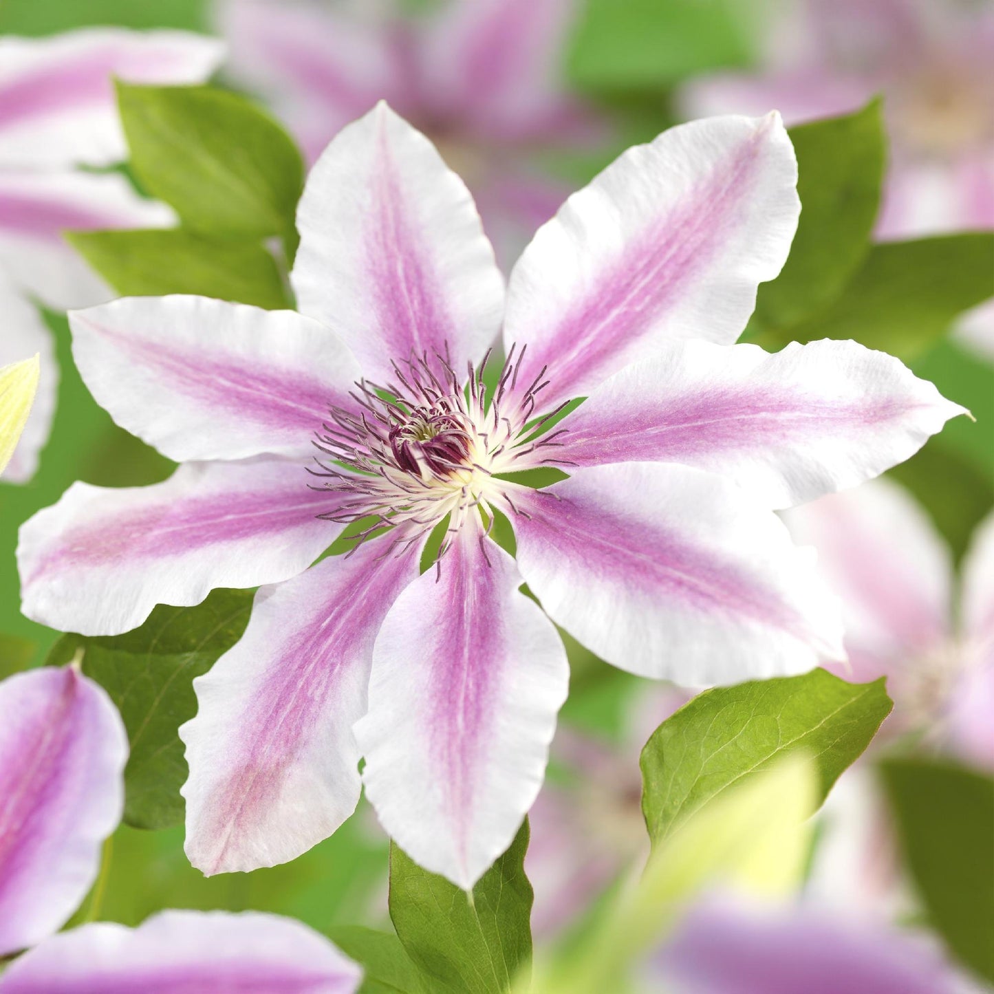Pflanzfix24.de - Clematis Nelly Moser - 2er Set - Topf 11cm - Pflanzfix24.de