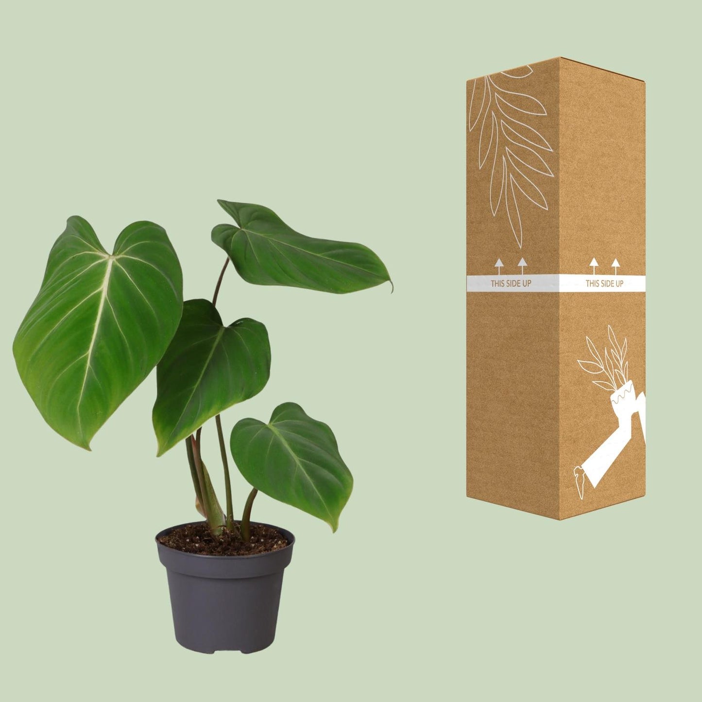 Philodendron Glorisoum - Ø12cm - ↕35cm bei Pflanzfix24