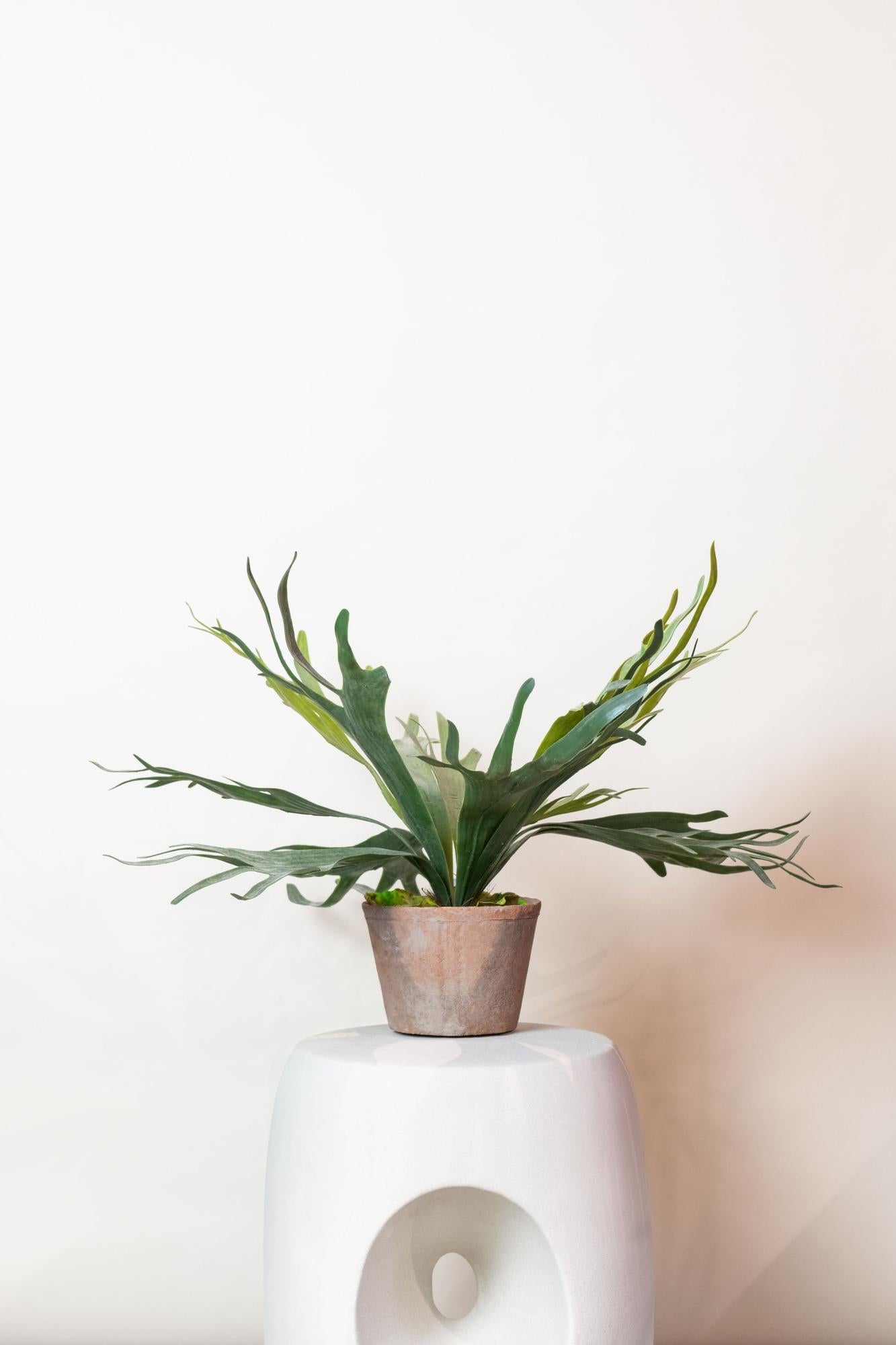 Kunst-Staghorn Farn 50 cm – Geweihfarn | Pflanzfix24.de - Pflanzfix24.de