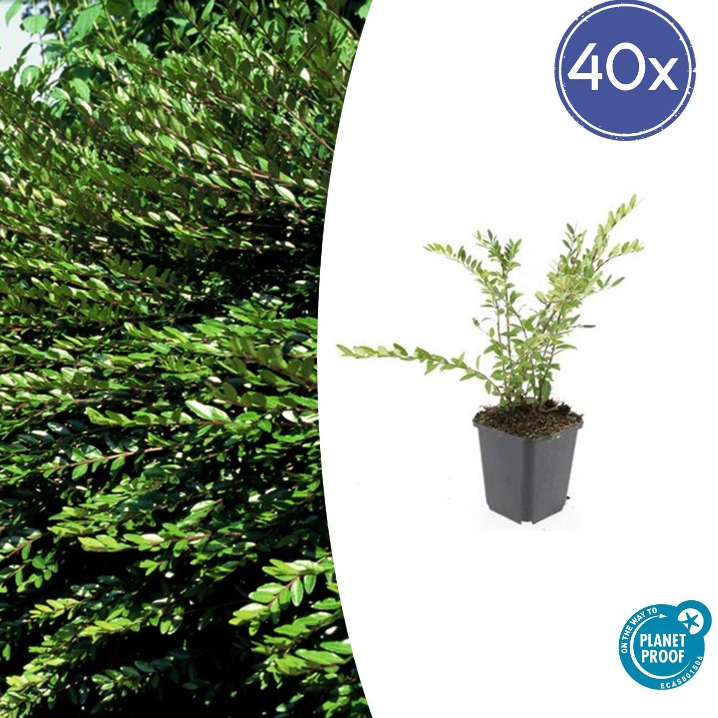 40x Lonicera pileata - ↕10-25cm - Ø9cm - Pflanzfix24.de - Pflanzfix24.de